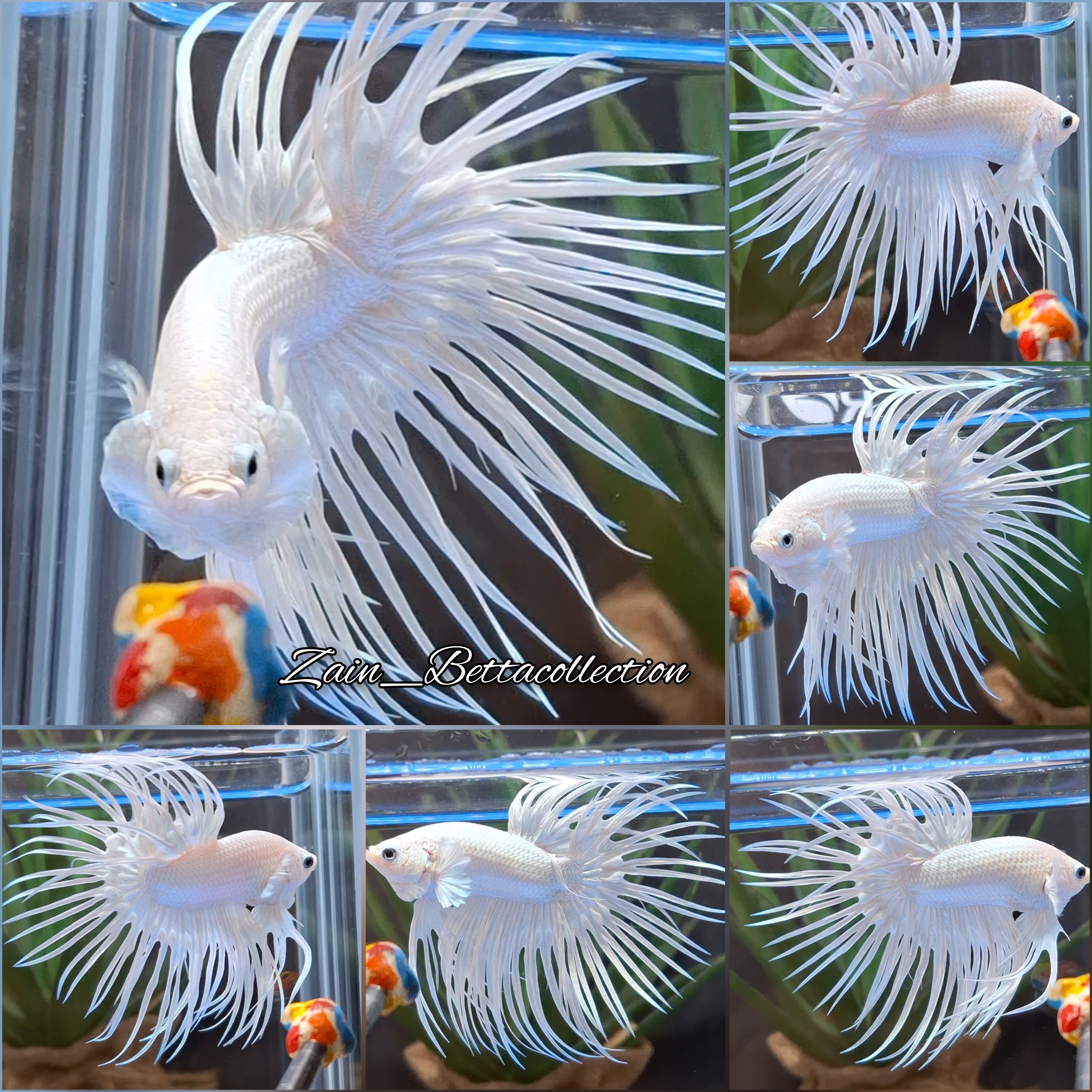 Crowntail White Platinum Betta Fish Male