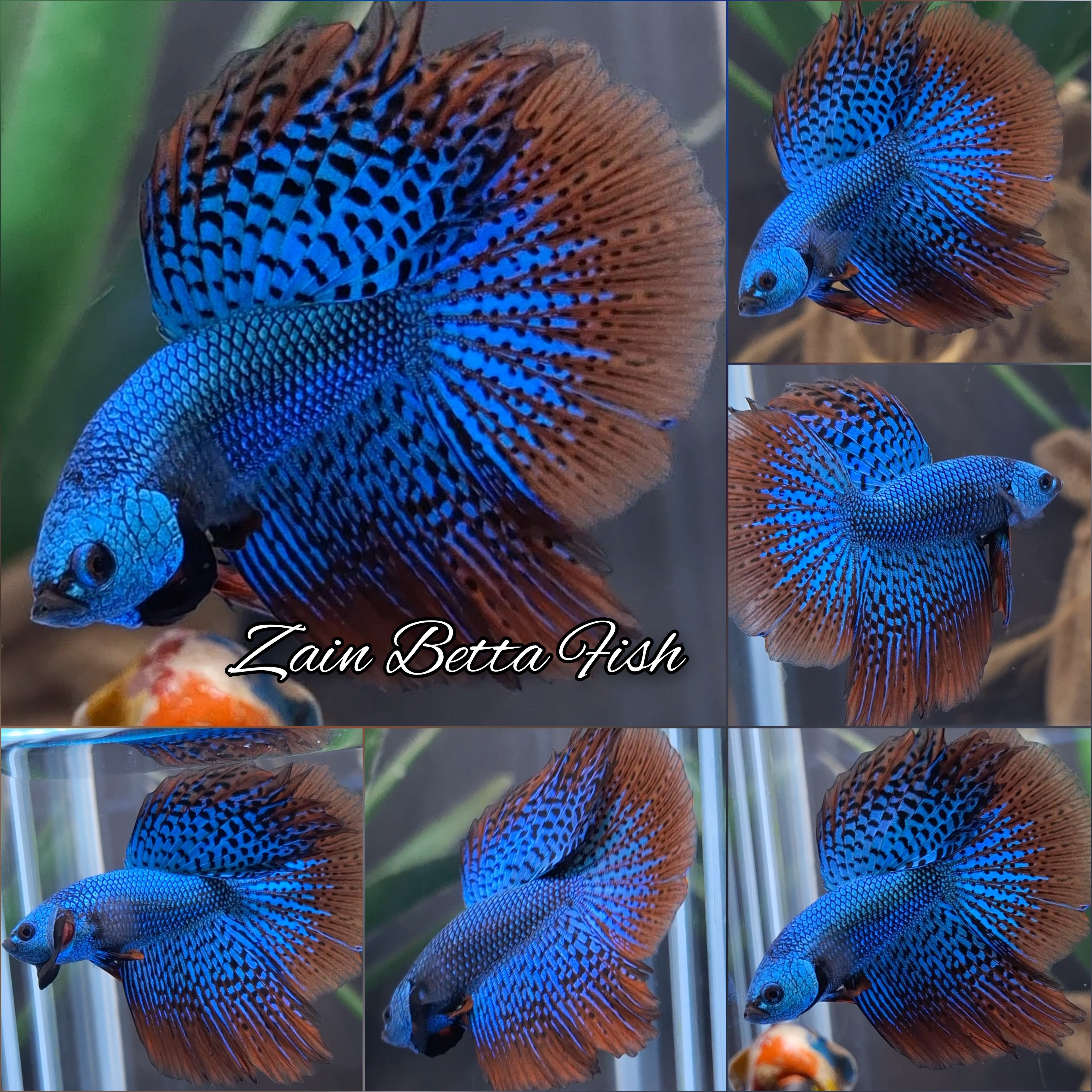 Luxury Halfmoon Alien Green Hybrid Rare Wild Betta Fish Male
