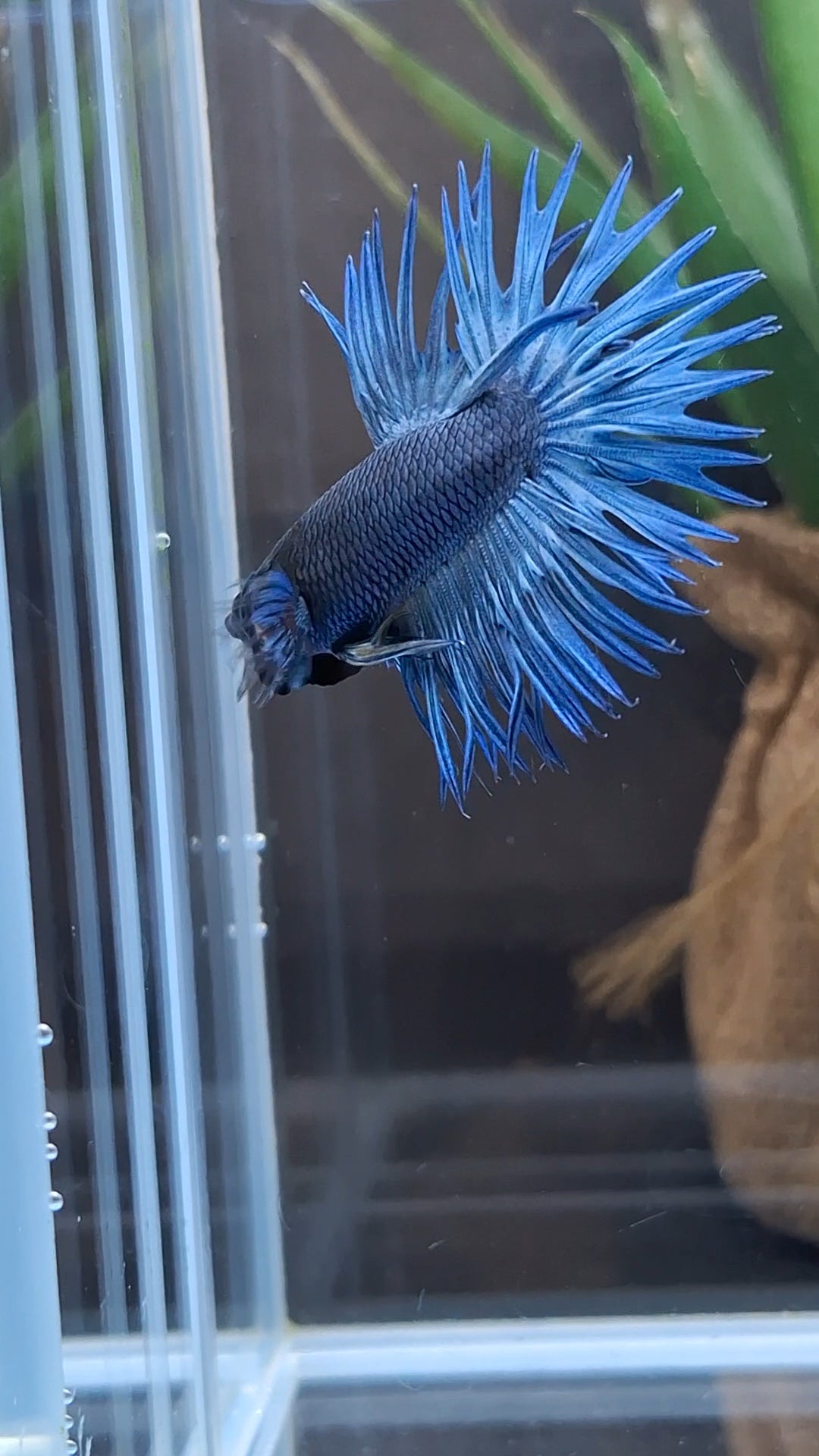 Crowntail Blue Betta Fish Male