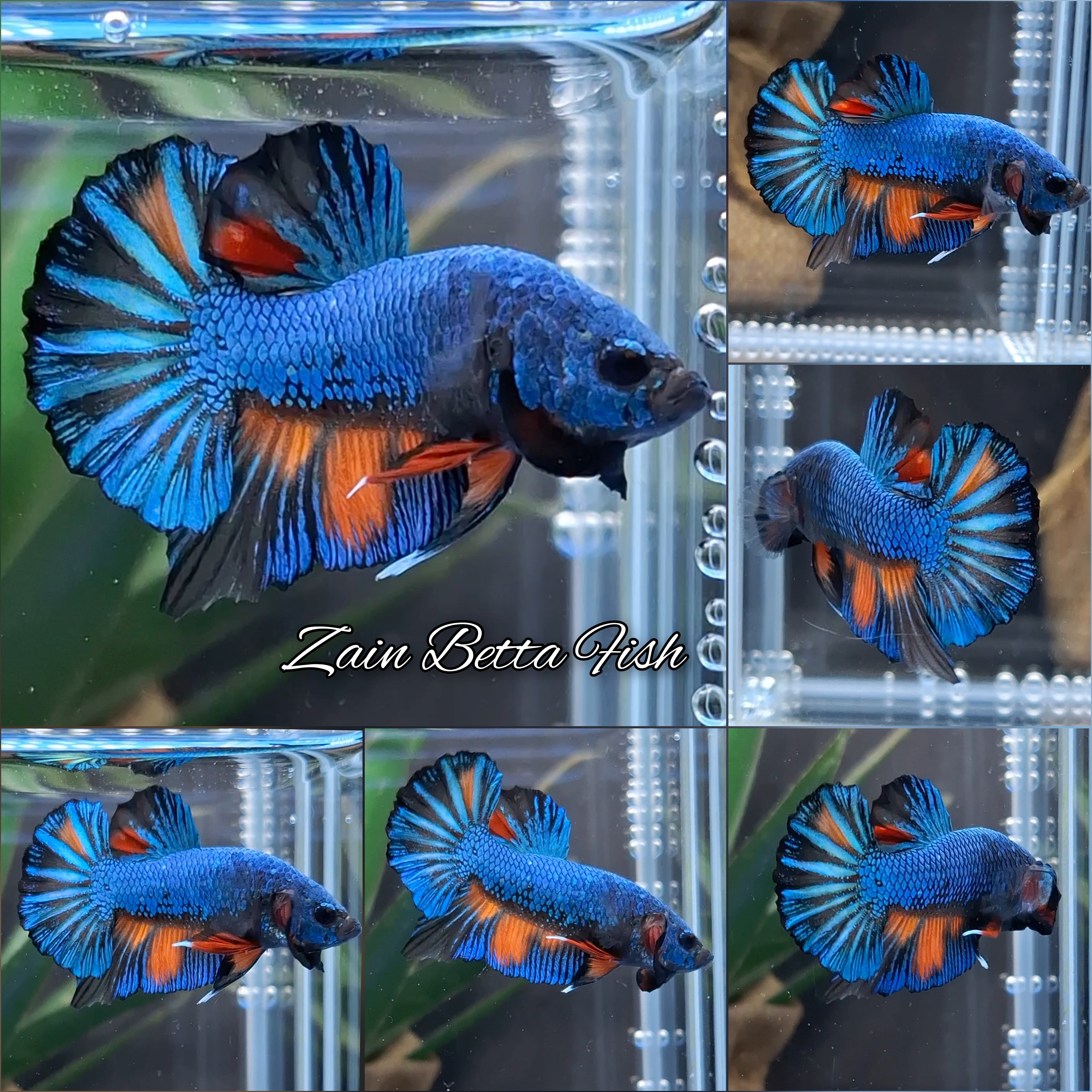 Avatar Black Variation Fancy Plakat HMPK Betta Fish Male