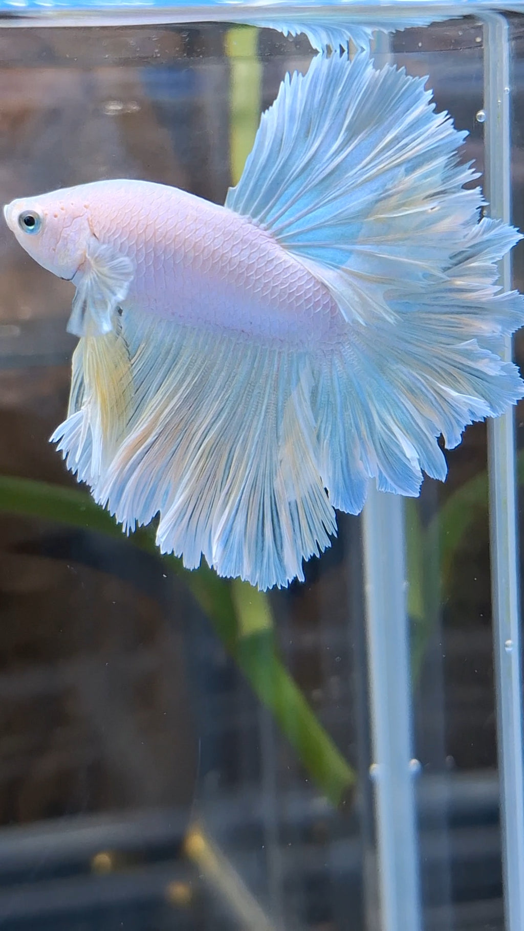 Halfmoon Feathertail Unicorn Betta Fish Male