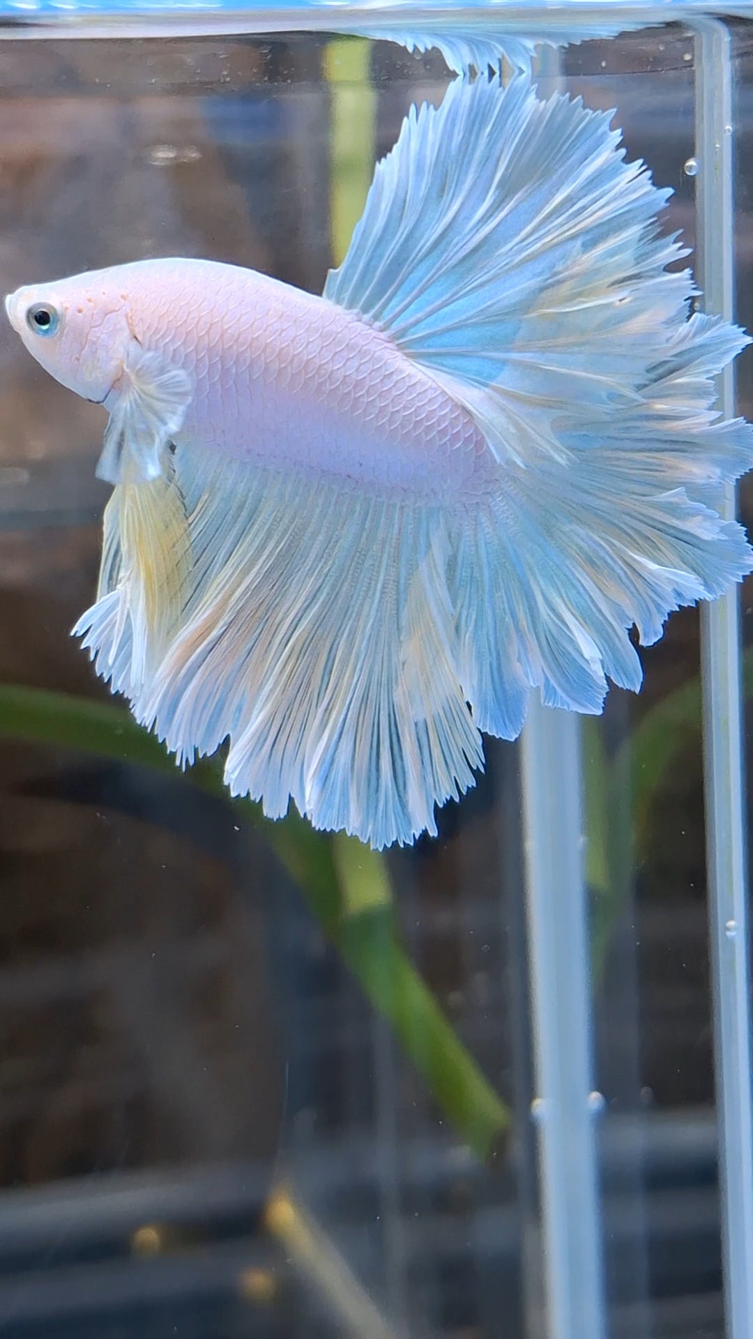 Halfmoon Feathertail Unicorn Betta Fish Male