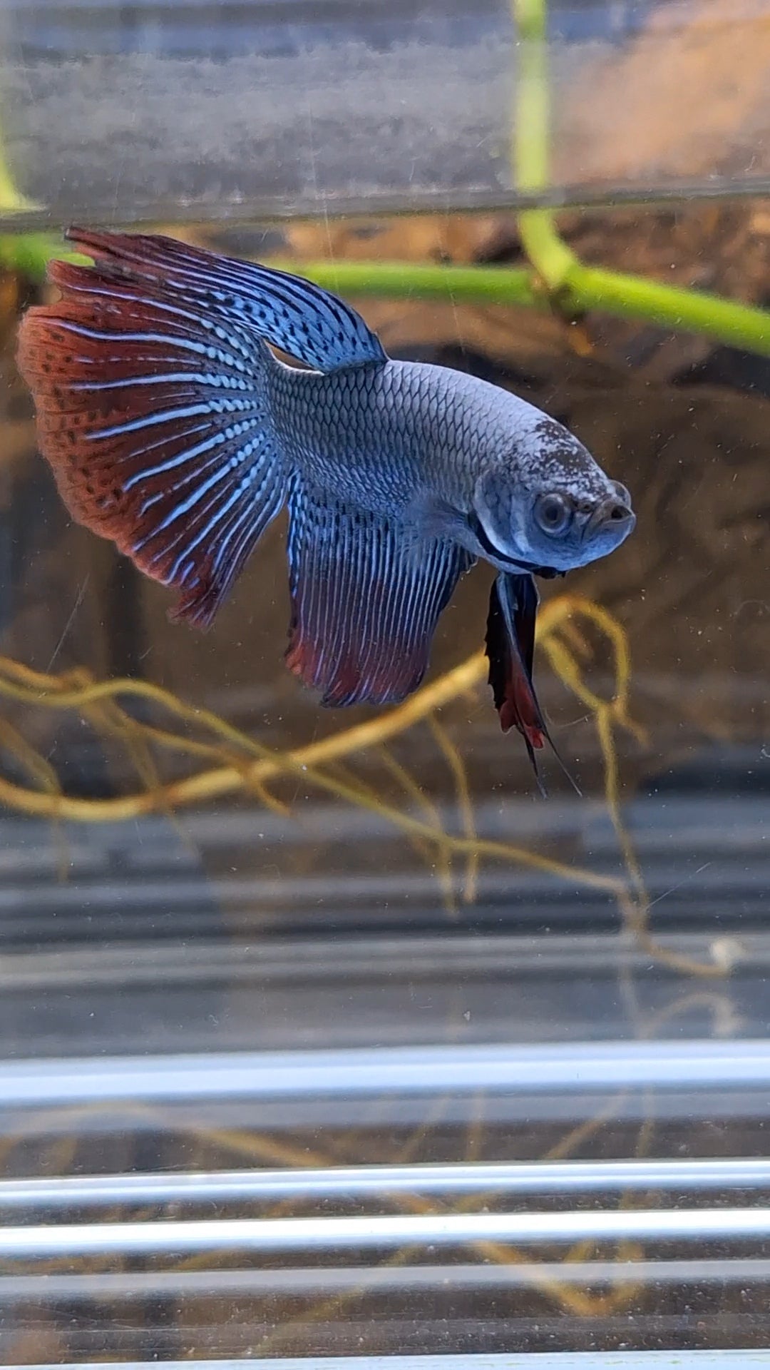 Alien Long Fins Steel Blue Delta Tail Rare Wild Betta Fish Male