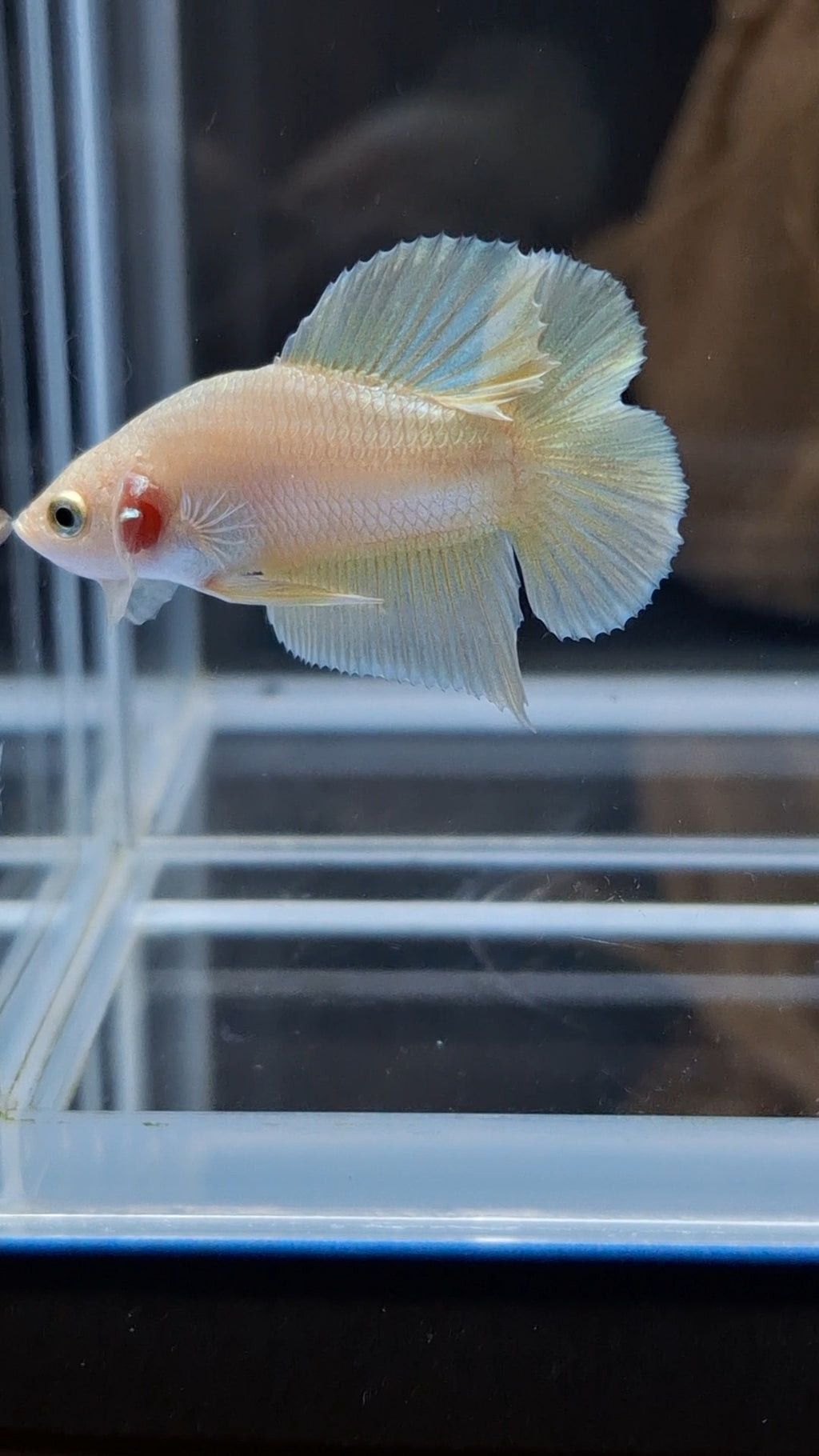 Junior Gold Double Tail Plakat DTPK HMPK Betta Fish Male