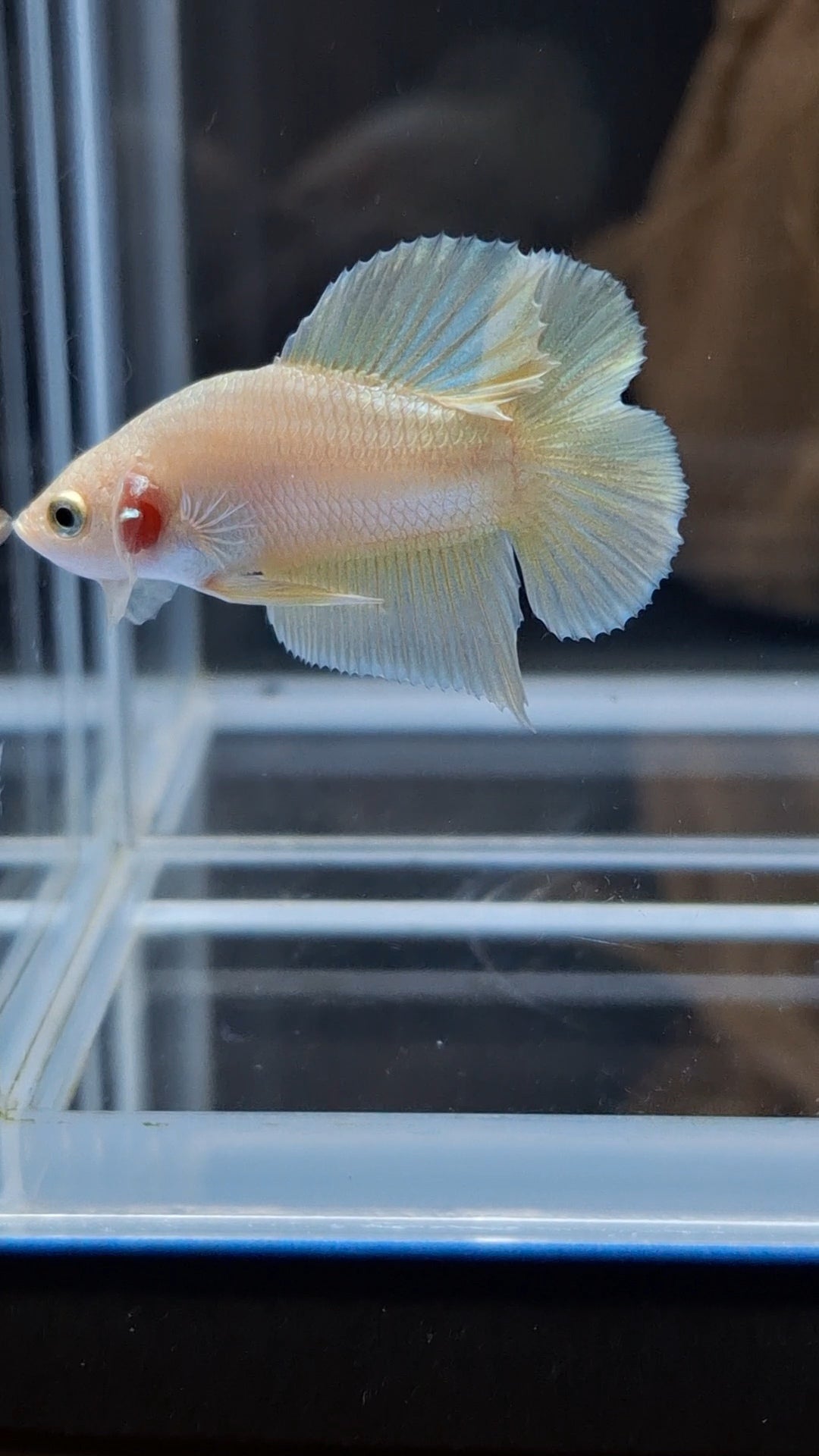 Junior Gold Double Tail Plakat DTPK HMPK Betta Fish Male