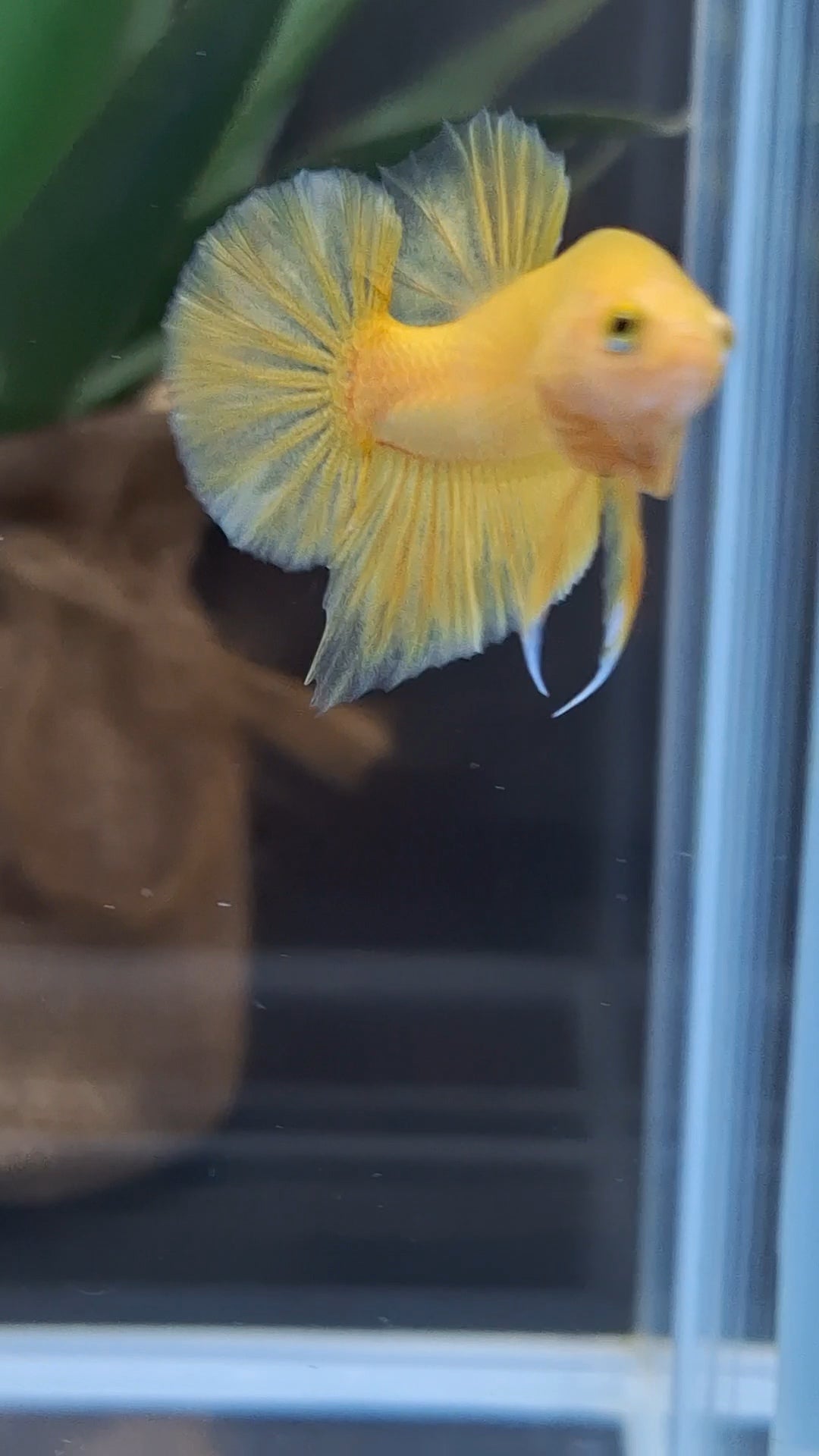 Junior Yellow Solid Color Plakat HMPK Betta Fish Male