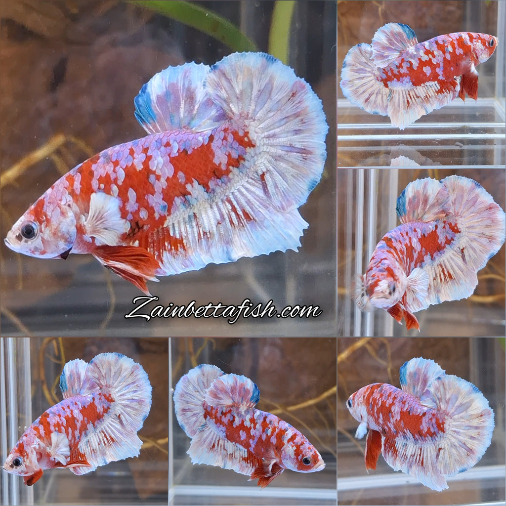 Barongsai Plakat HMPK Betta Fish Male