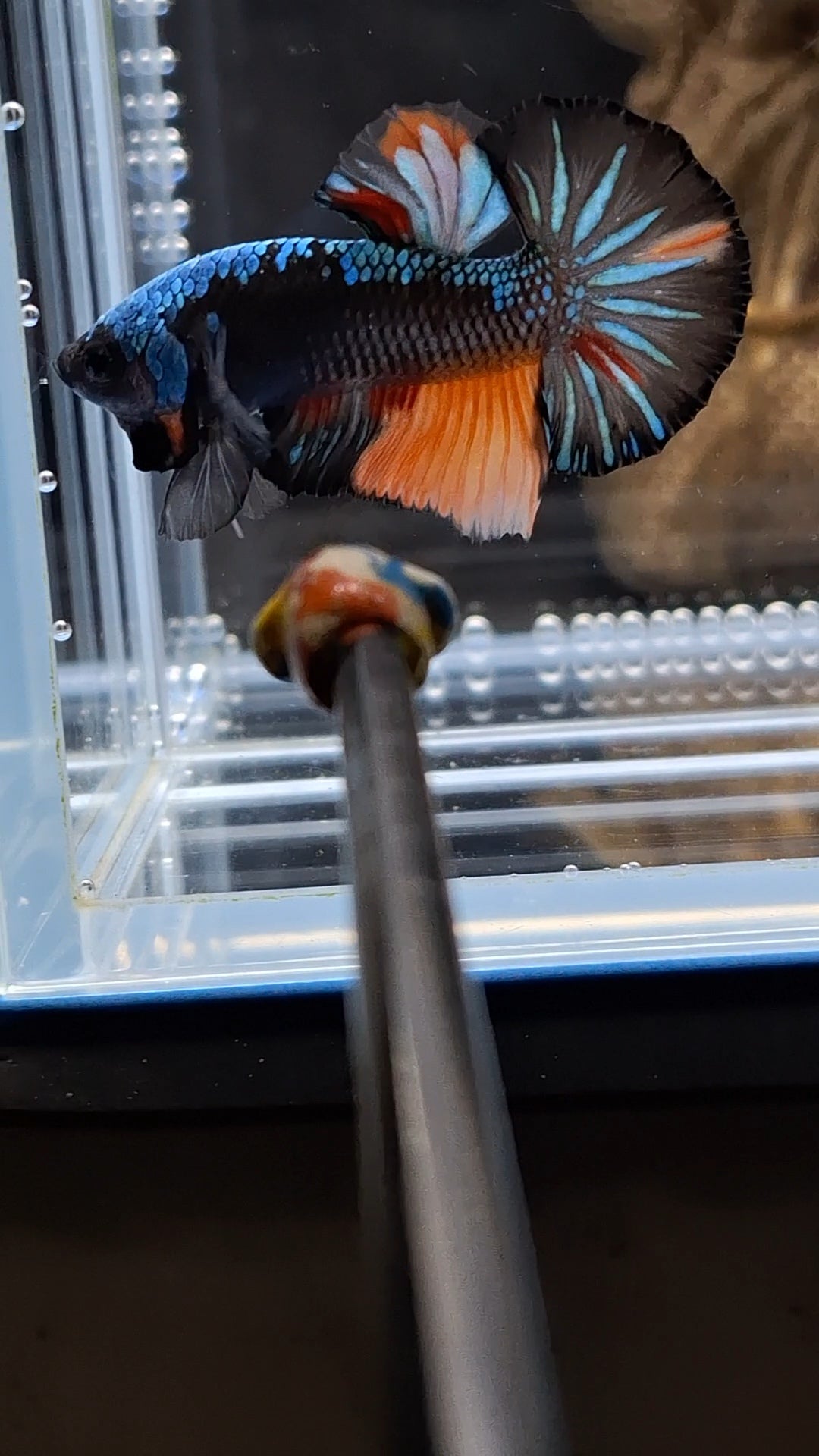 Avatar Black Variation Plakat HMPK Betta Fish