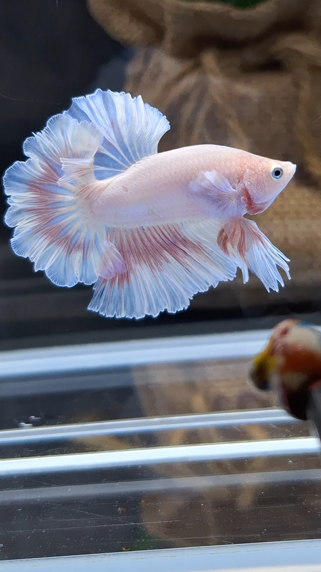 King Feathertail Pink Sweet Color Butterfly Betta Fish Male