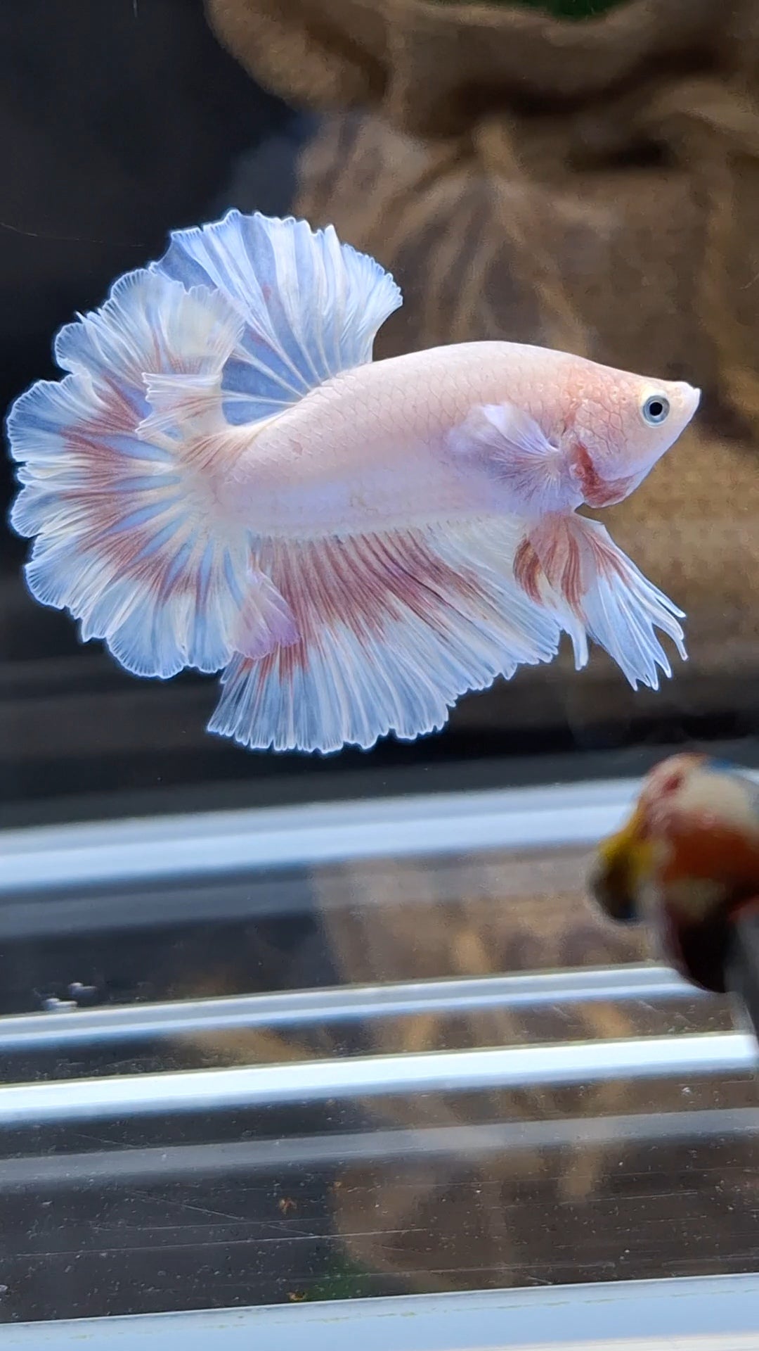 King Feathertail Pink Sweet Color Butterfly Betta Fish Male