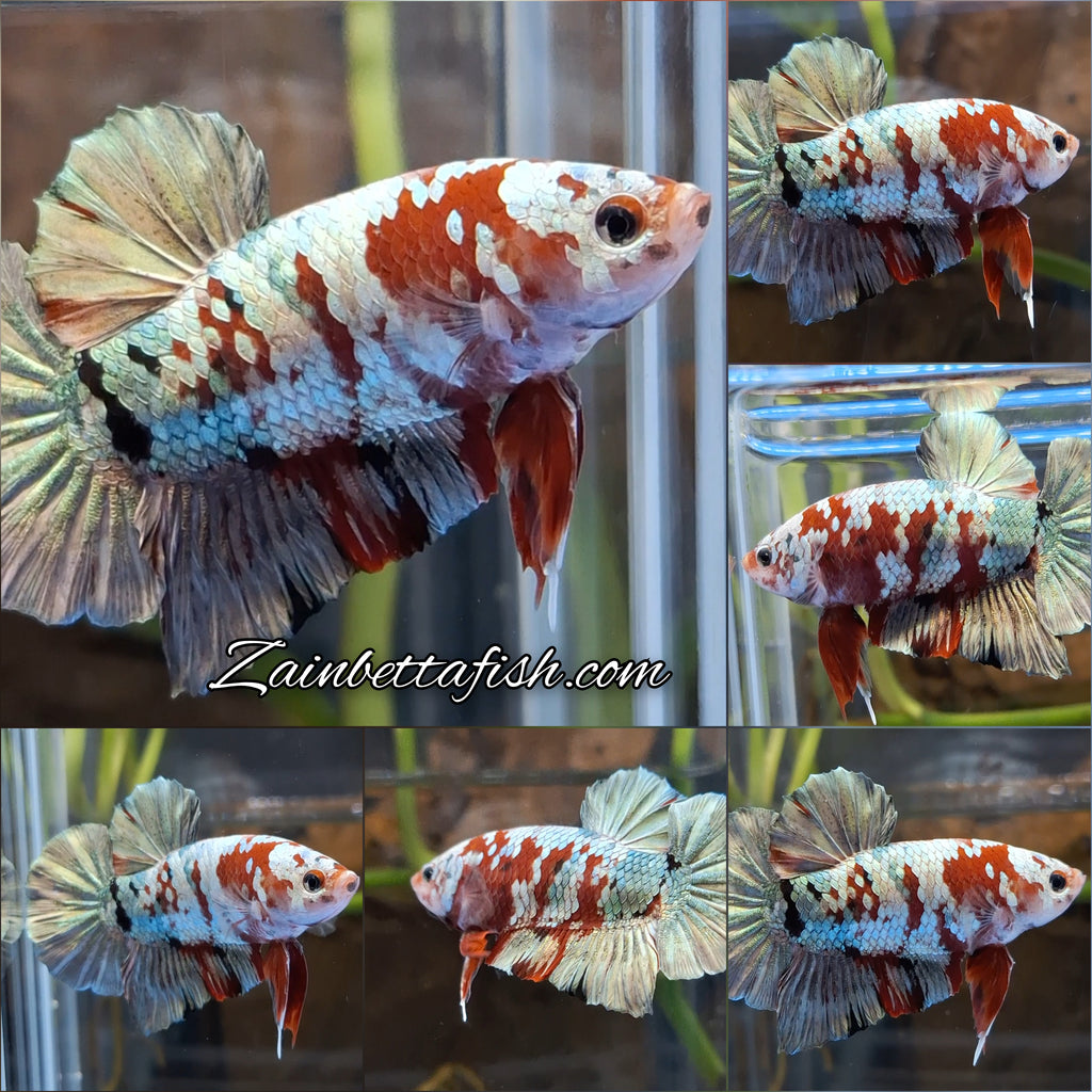 Red Koi Copper Gold Iron Man Plakat HMPK Betta Fish Male