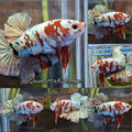 Red Koi Copper Gold Iron Man Plakat HMPK Betta Fish Male
