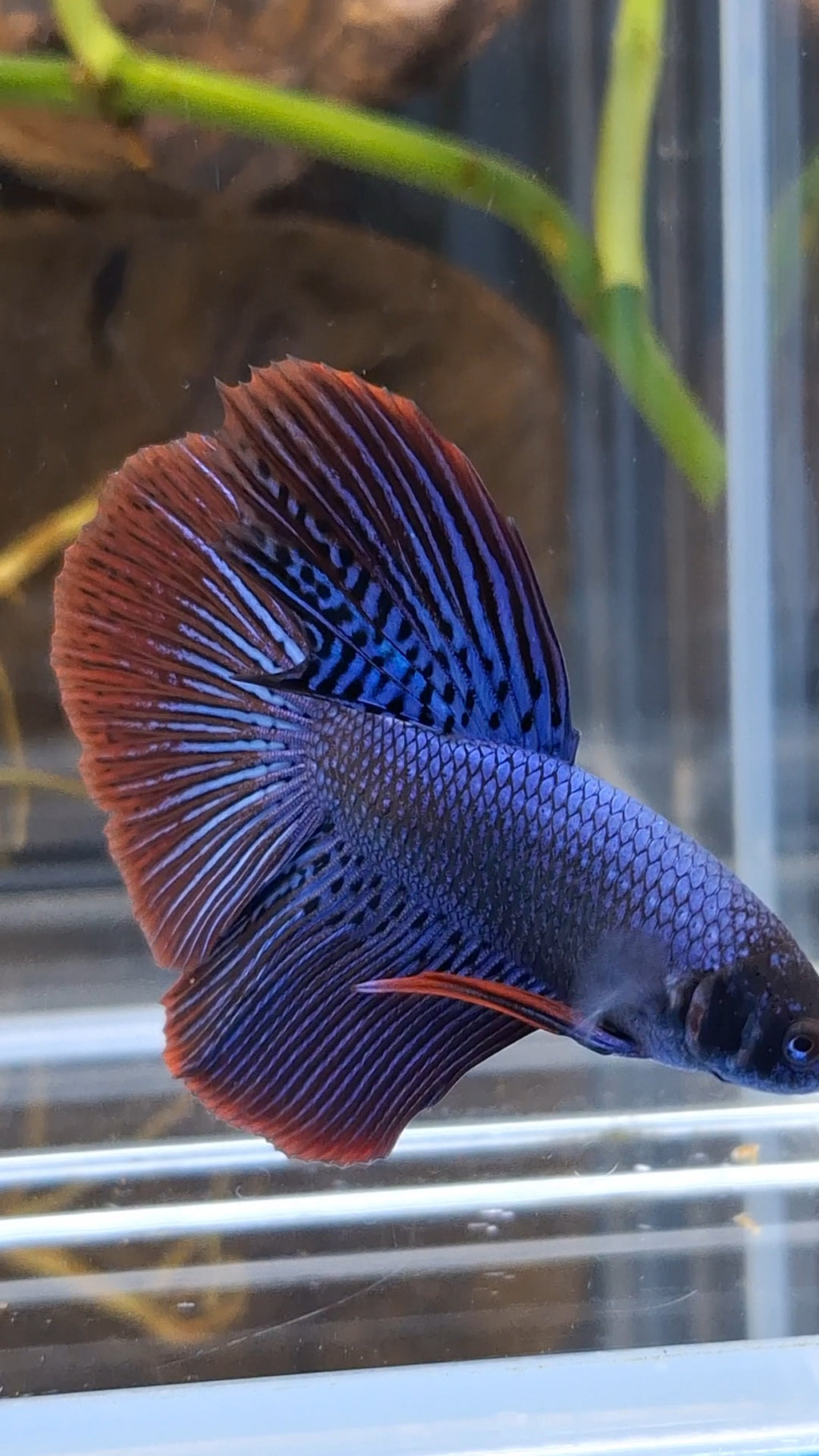 Alien Long Fins Blue Big Delta Tail Rare Wild Betta Fish Male