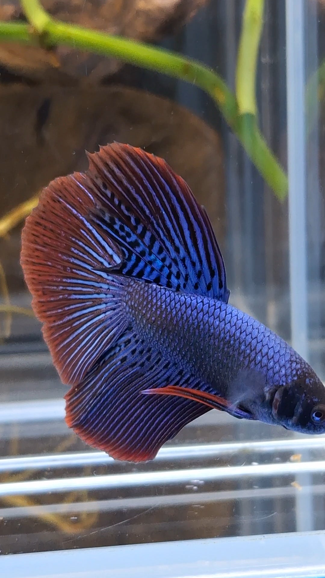 Alien Long Fins Blue Big Delta Tail Rare Wild Betta Fish Male