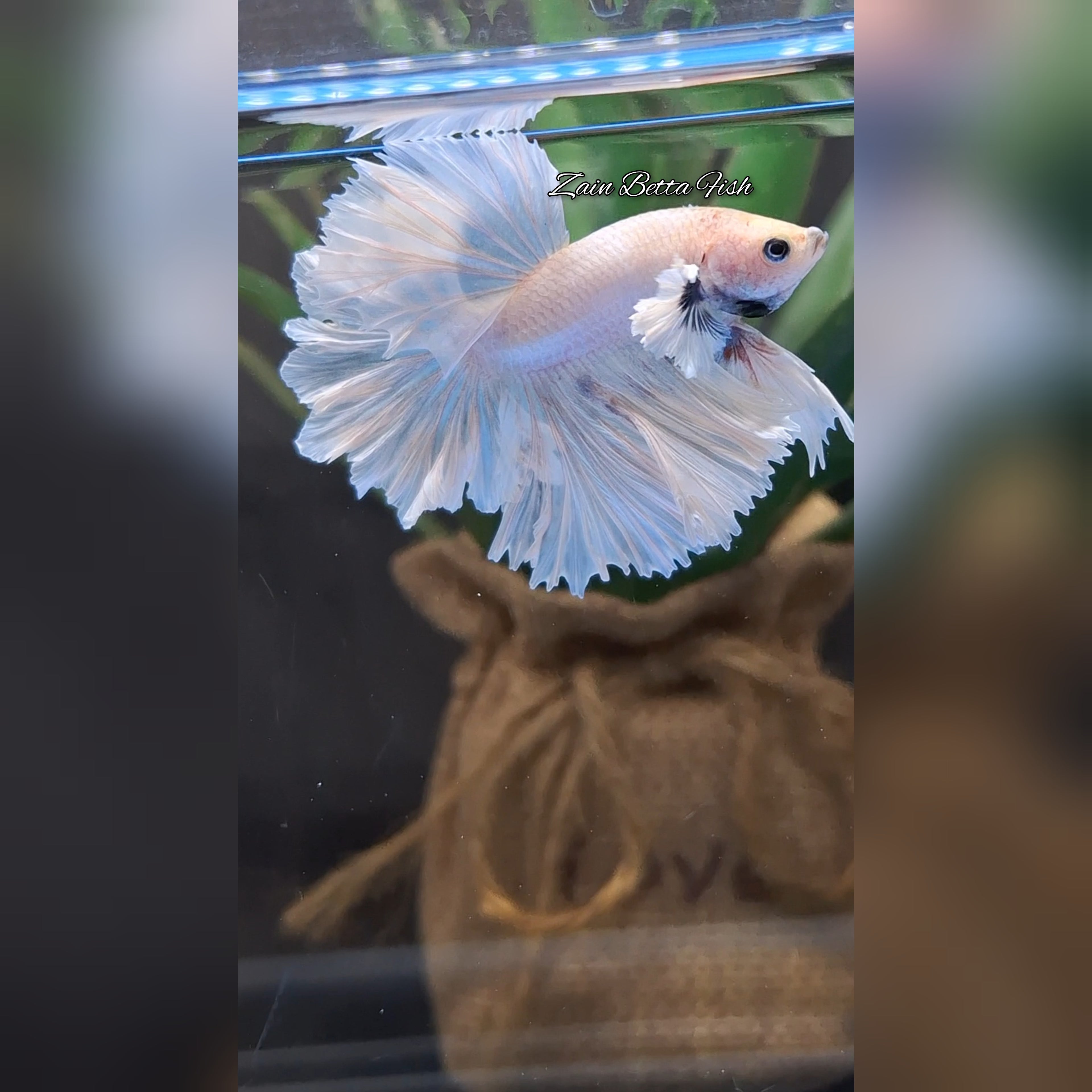 King Feathertail Dumbo Ear White Unicorn Premium Rare Betta Fish Male