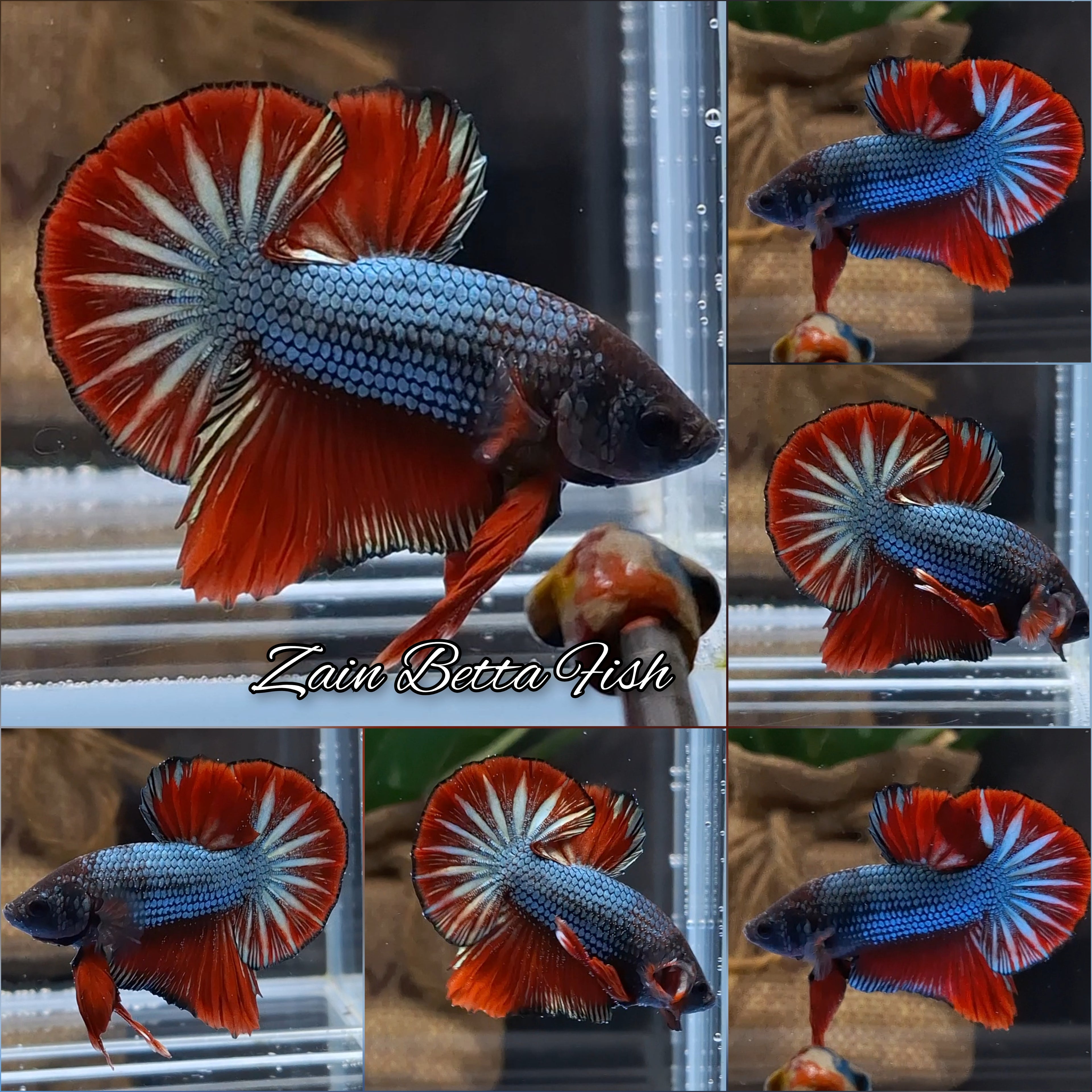 HMPK Startail Black Head Fancy Betta Fish Male