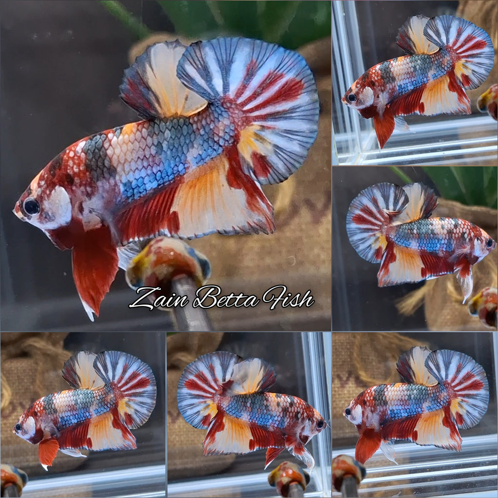 Candy Koi Copper Plakat HMPK Betta Fish Male