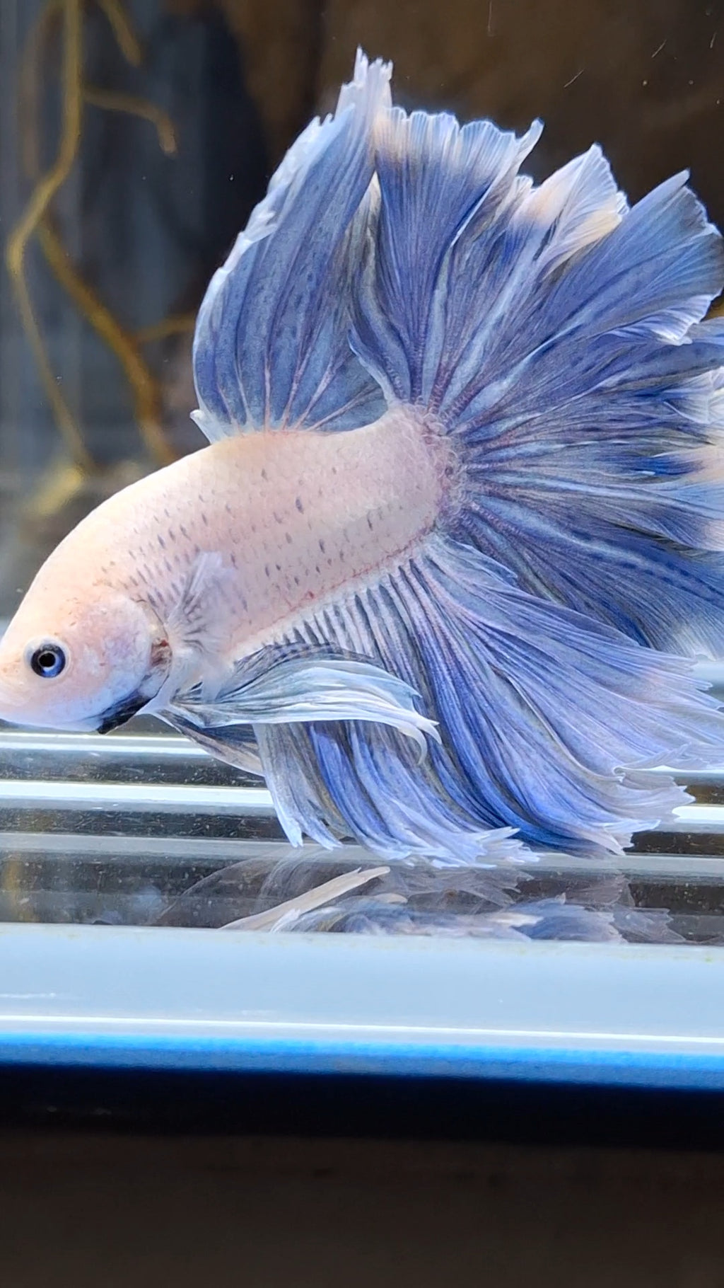 Over Halfmoon Feathertail Blue Sky Butterfly Large Size Rare Betta Fish Male