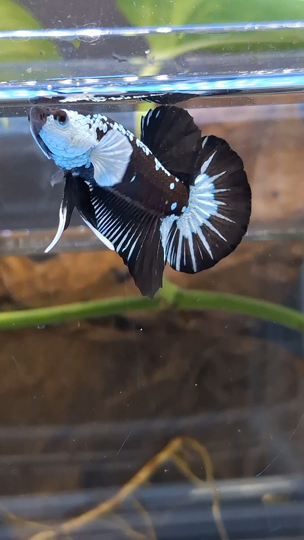 Samurai Black Mamba Snow Plakat HMPK Betta Fish Male