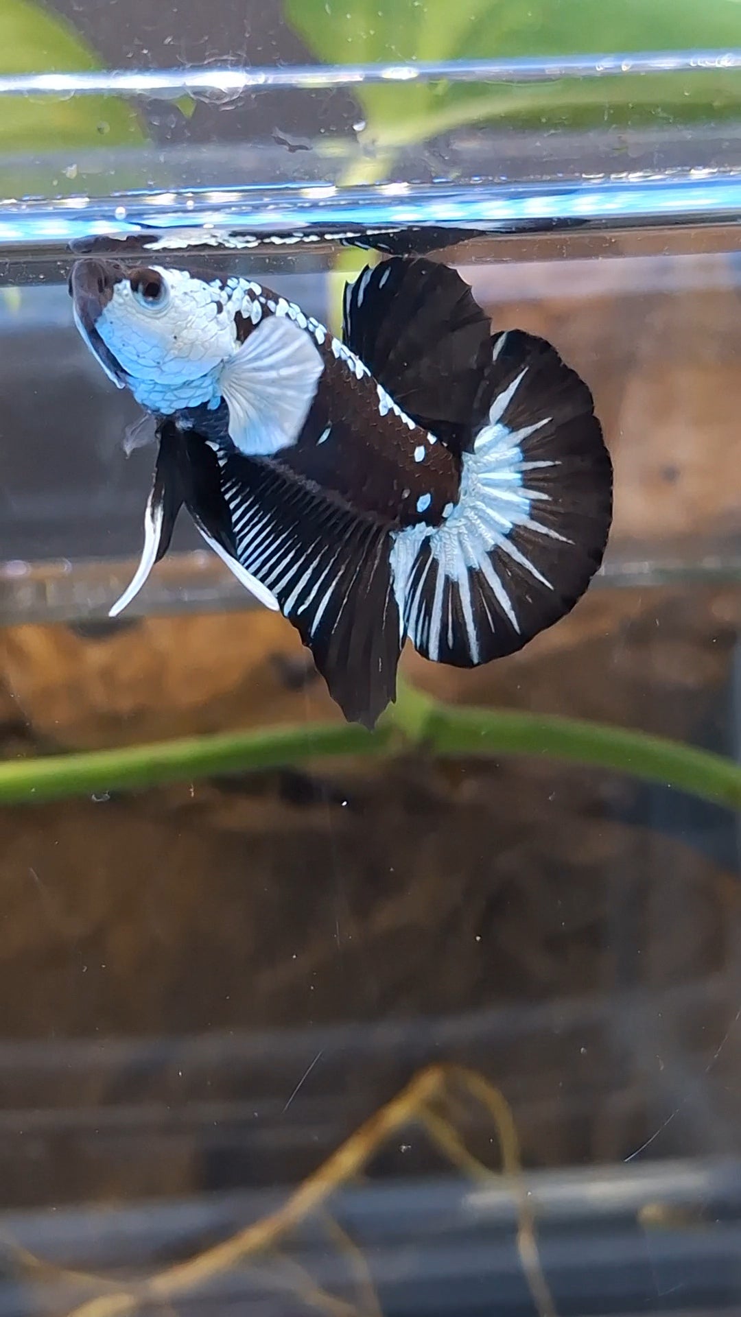 Samurai Black Mamba Snow Plakat HMPK Betta Fish Male