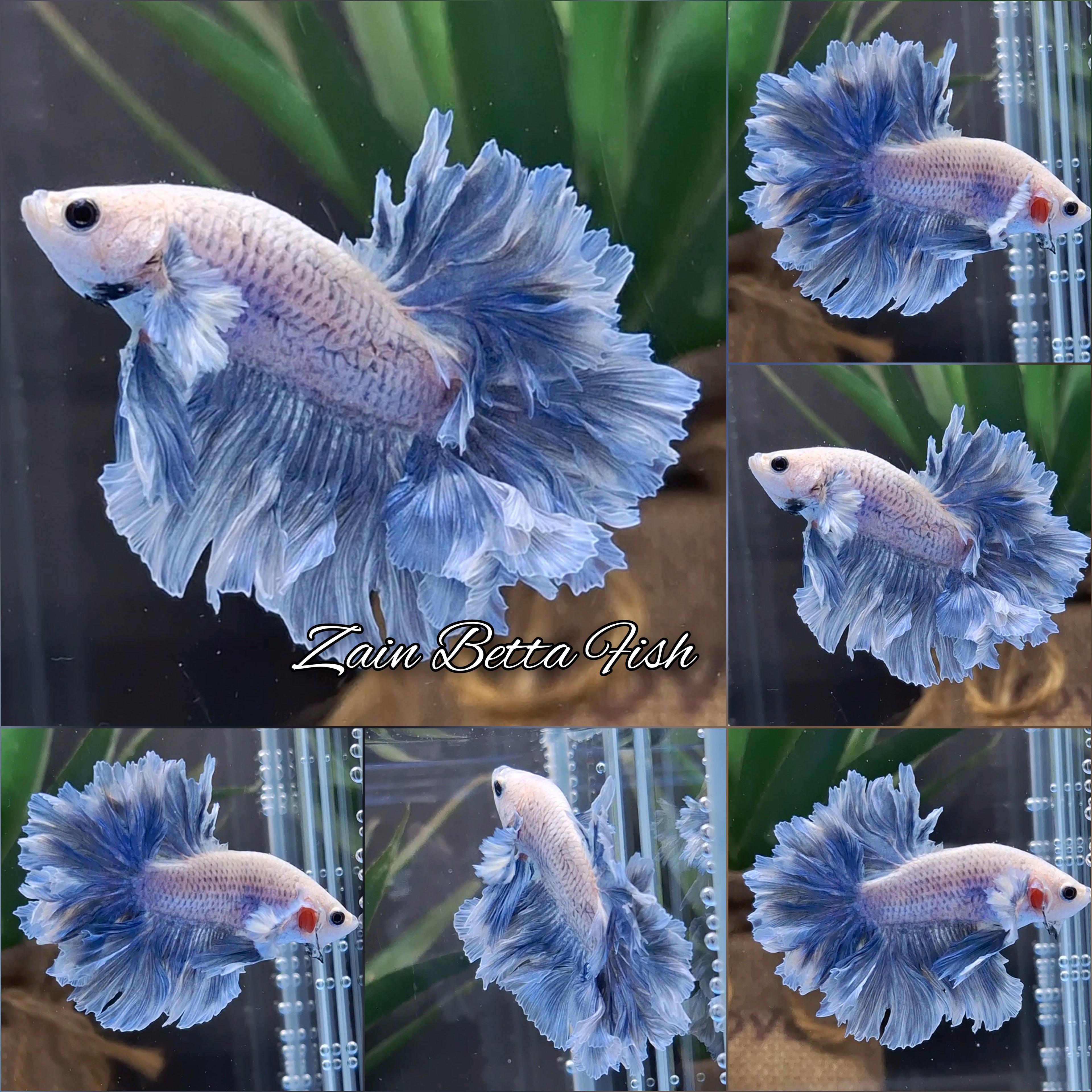 Halfmoon King Feathertail Grizzle Betta Fish Male
