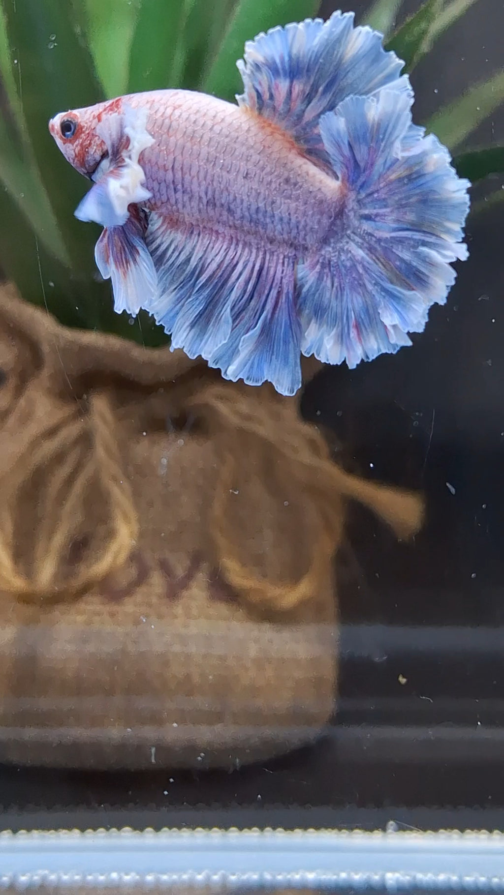 Junior King Feathertail Dumbo Ear Grizzle Purple Wash Betta Fish Male