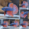 HMPK Dragon Betta Fish Male