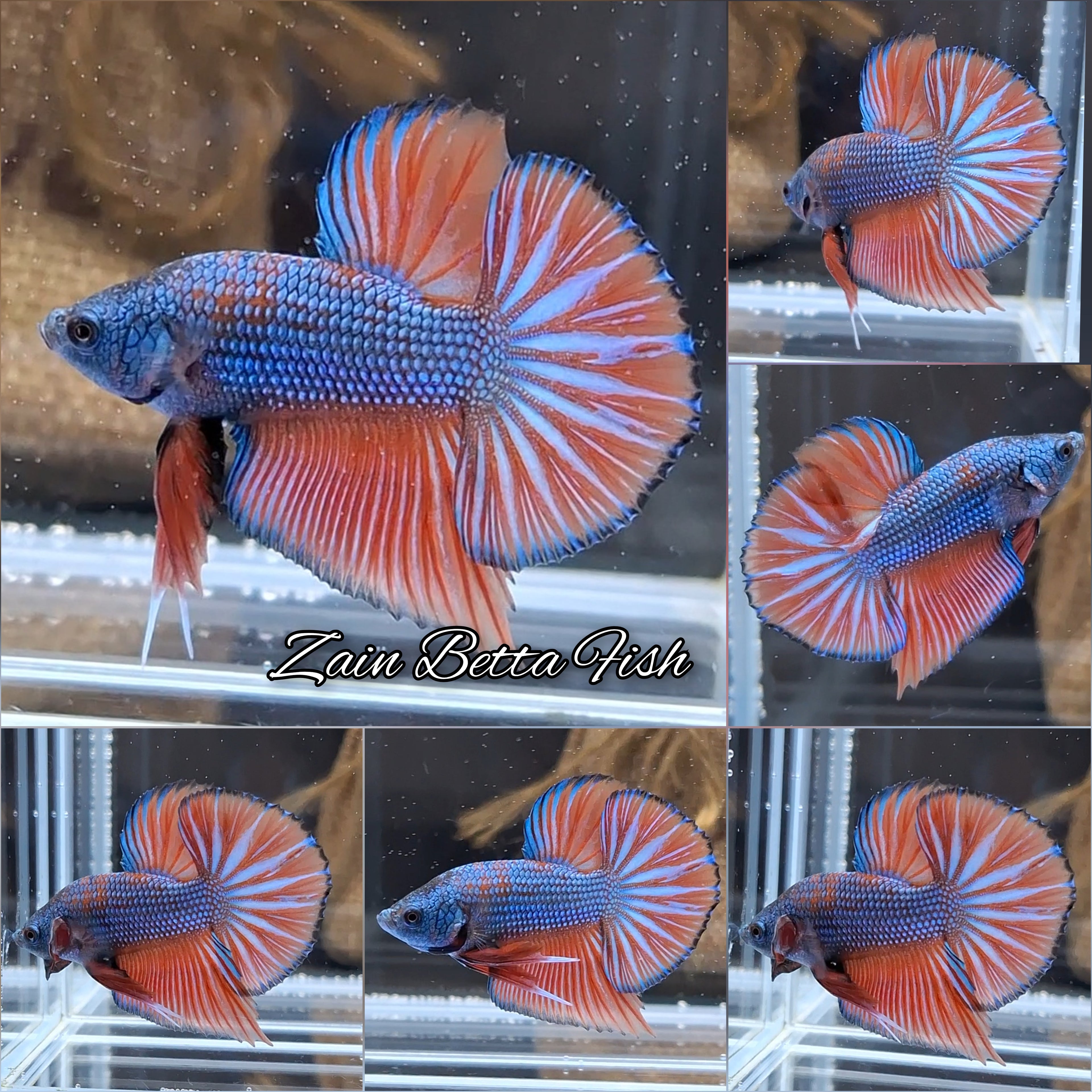 HMPK Dragon Betta Fish Male