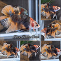 Double Tail Black Ghost Copper Variant HMPK Betta Fish Male