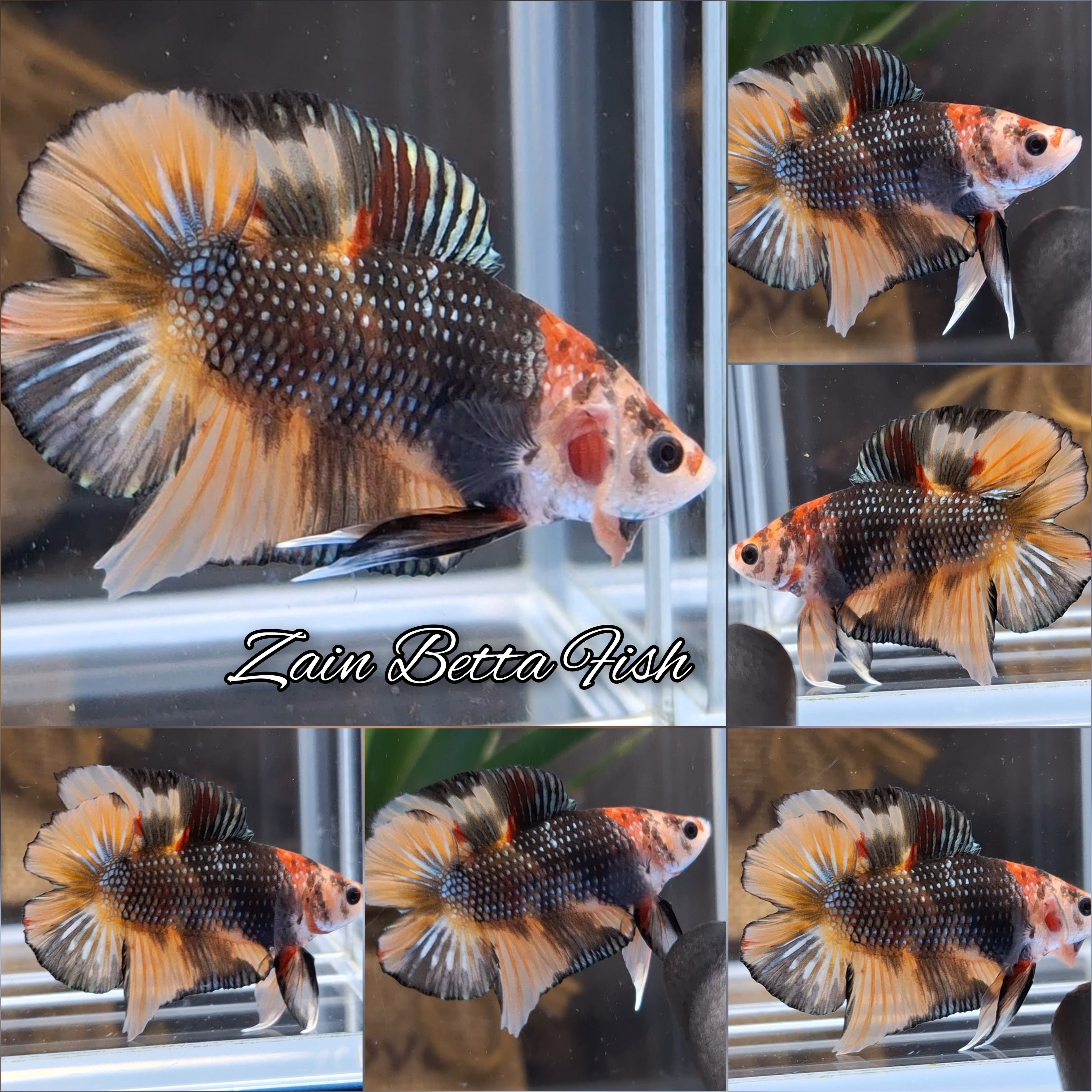 Double Tail Black Ghost Copper Variant HMPK Betta Fish Male
