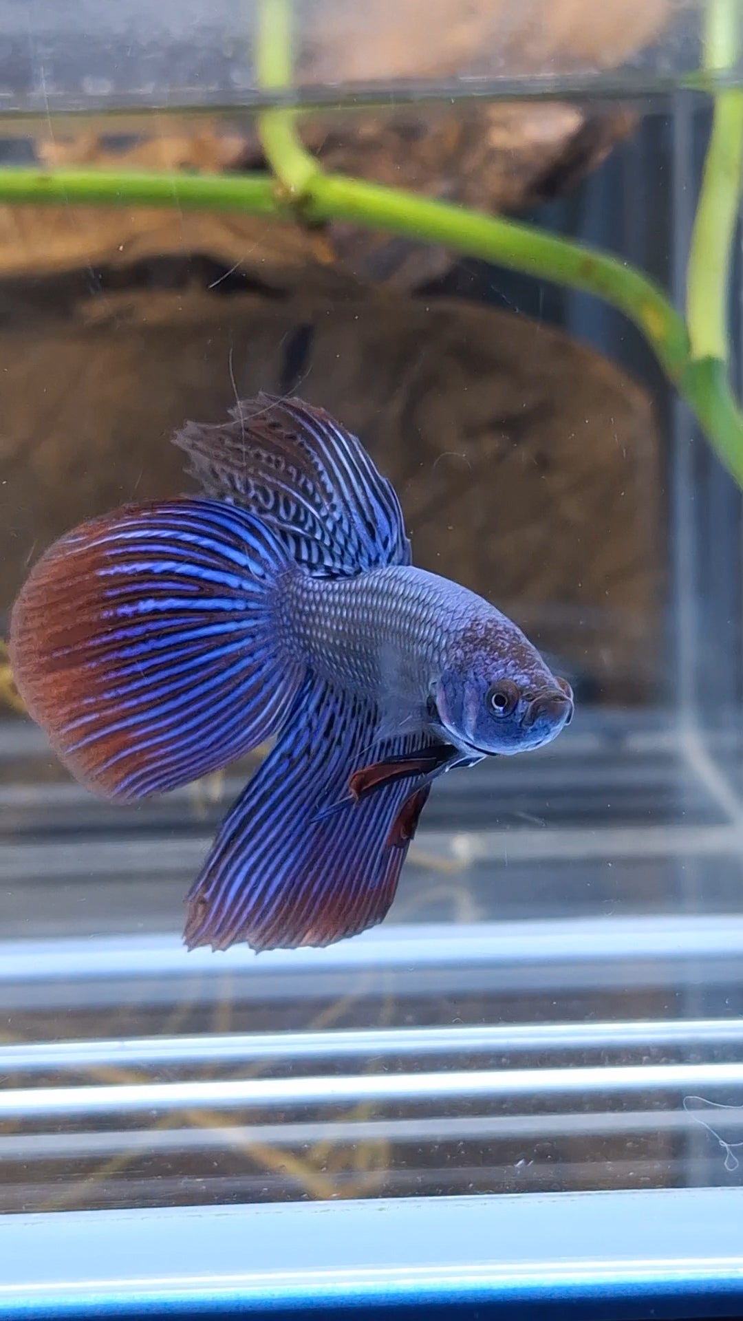 Alien Long Fins Blue Delta Tail Rare Wild Betta Fish Male