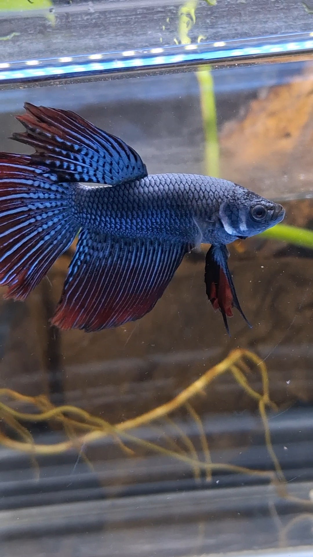 Alien Long Fins Steel Blue Delta Tail Rare Wild Betta Fish Male