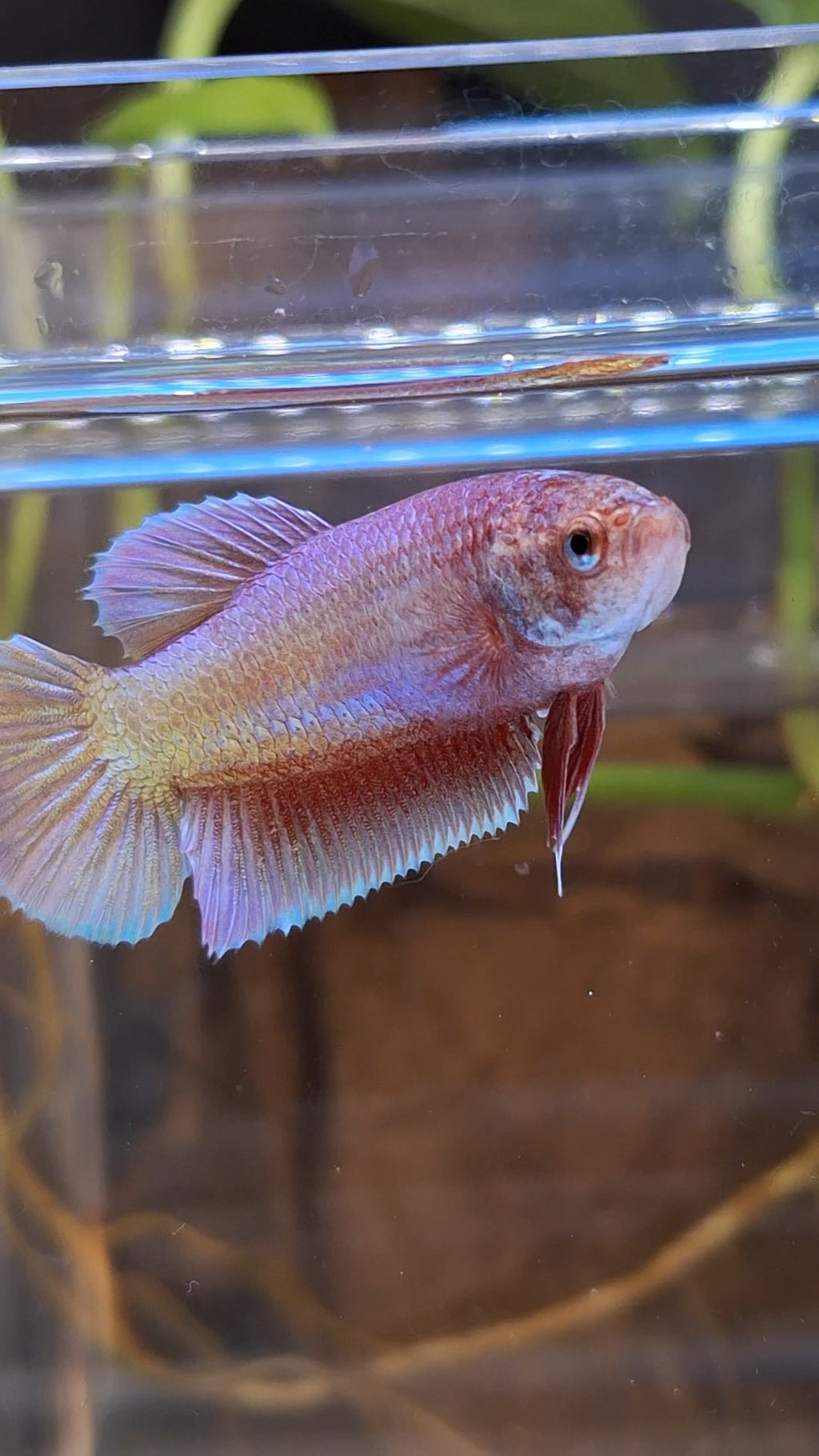 Purple Pink Aurora Plakat HMPK Female Betta Fish For Sorority / Breed