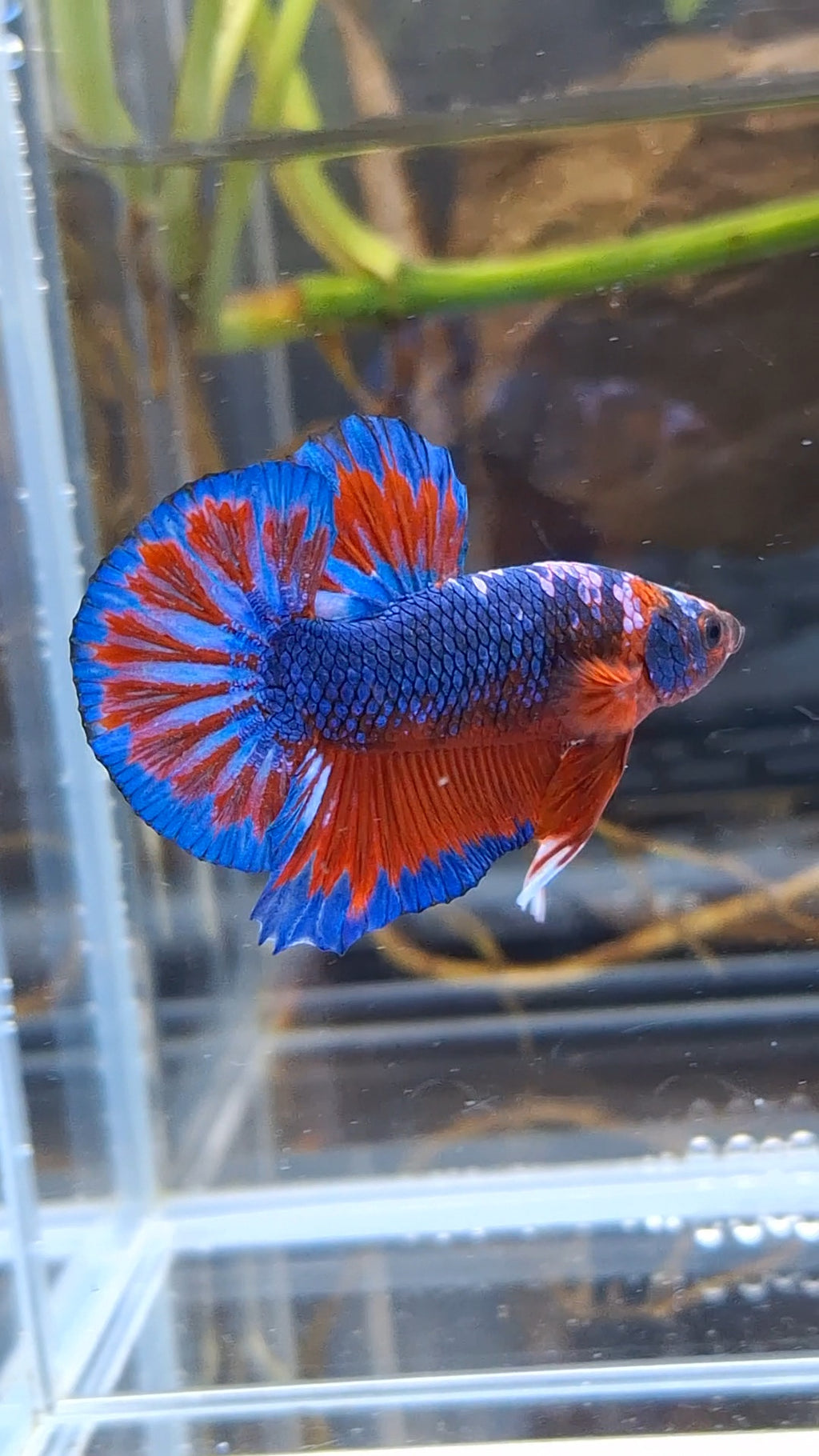 Blue Purple Fancy White Scale Plakat HMPK Betta Fish Male