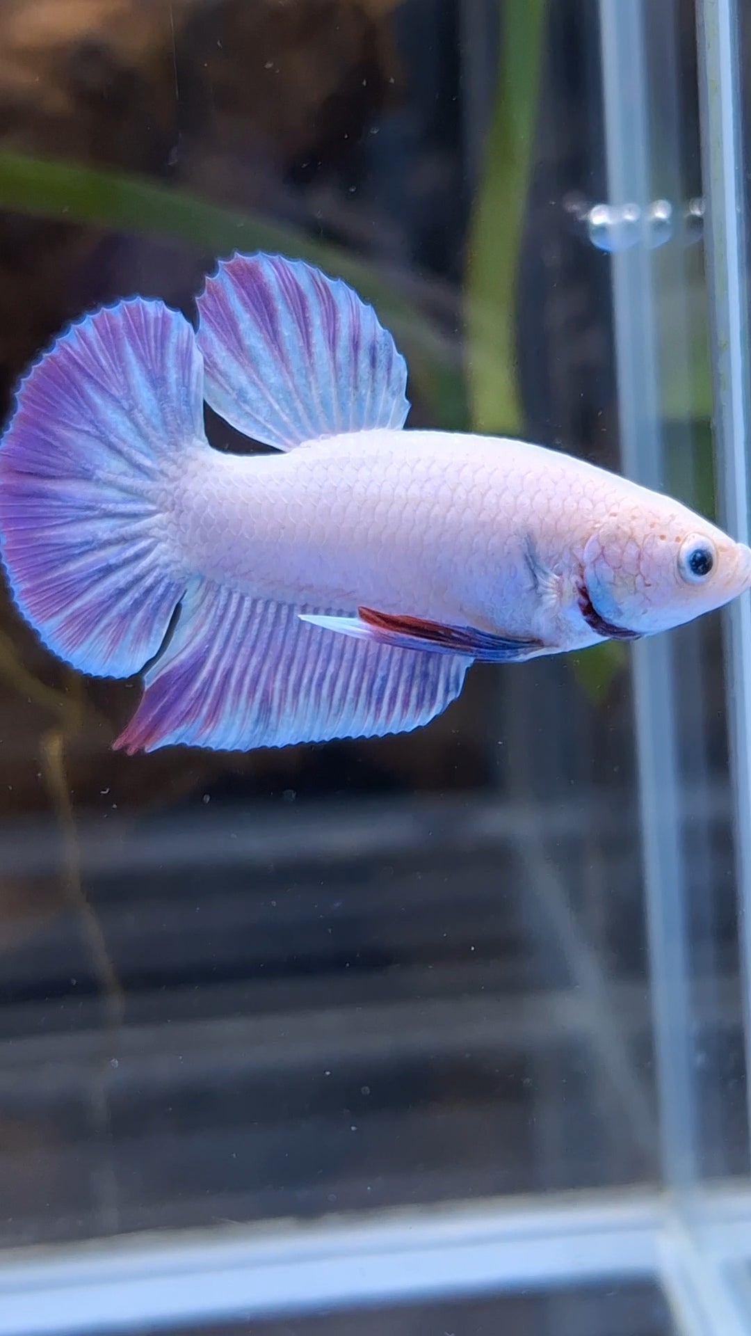 Hologram Aurora Pink Purple Plakat HMPK Rare Betta Fish Male