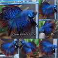 Alien Double Tail Halfmoon Hybrid Rare Wild Betta Fish Male