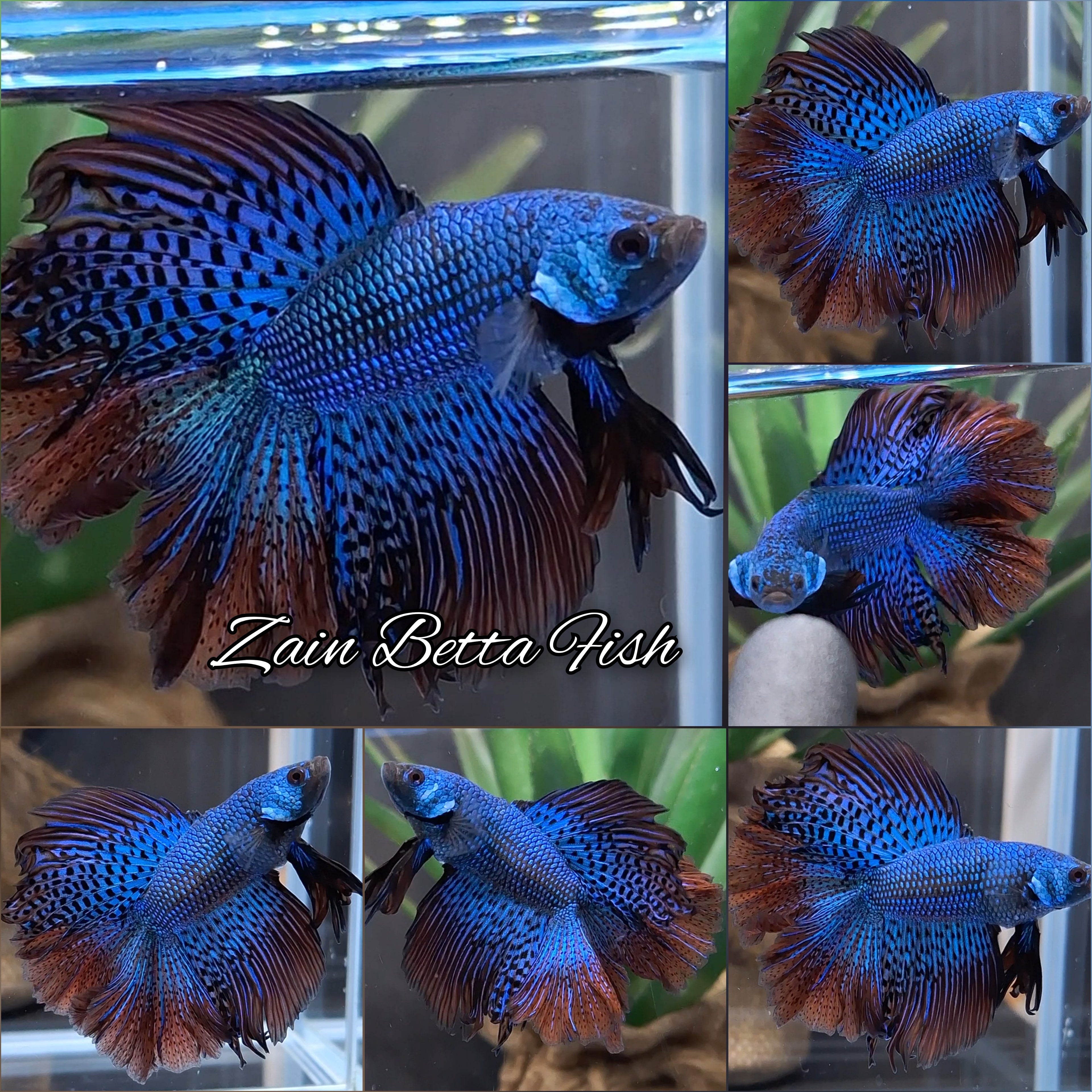 Alien Double Tail Halfmoon Hybrid Rare Wild Betta Fish Male