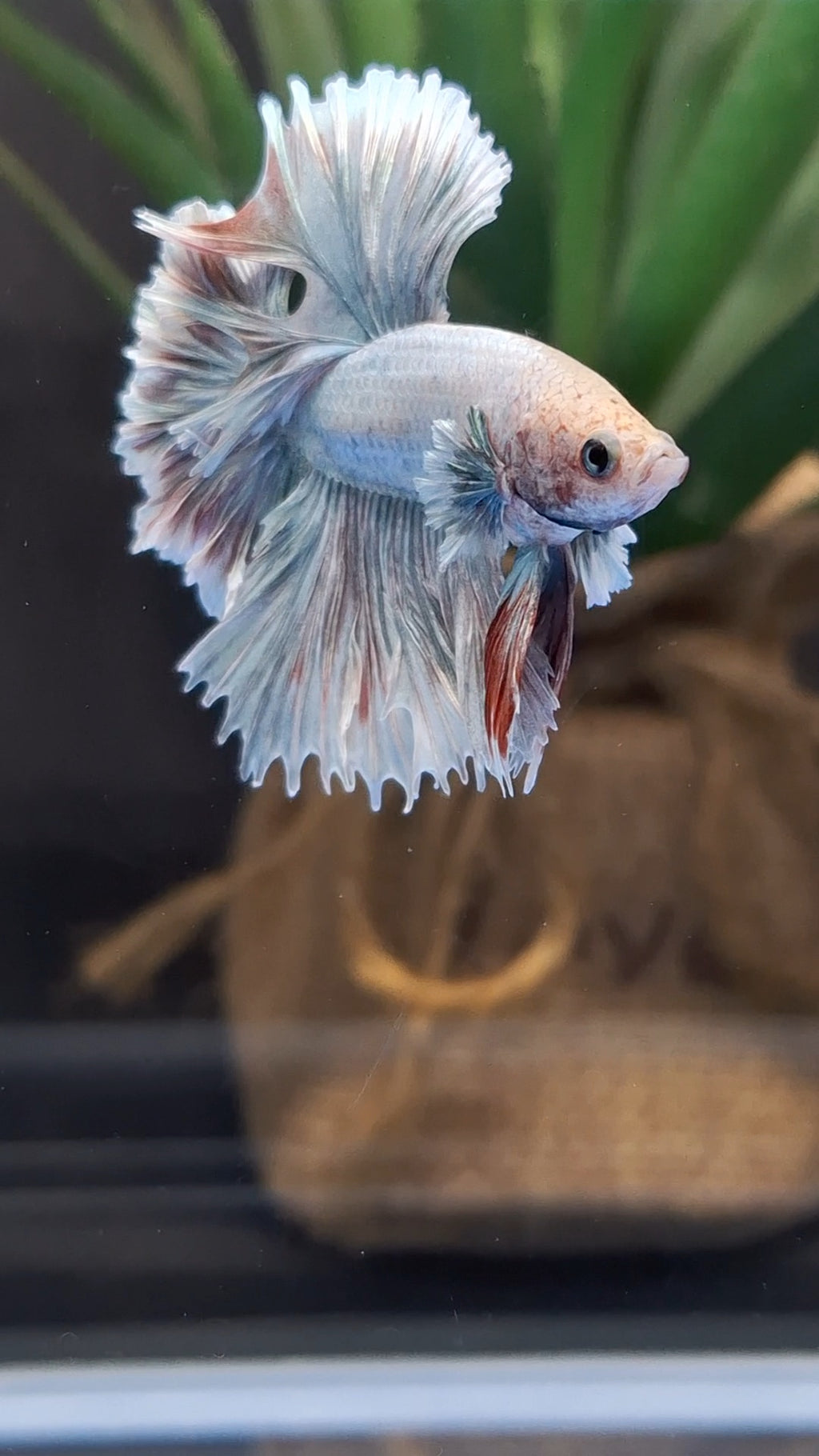 King Feathertail Dumbo Pastel Copper Betta Fish Male