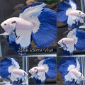 Halfmoon Blue Rim Betta Fish Male