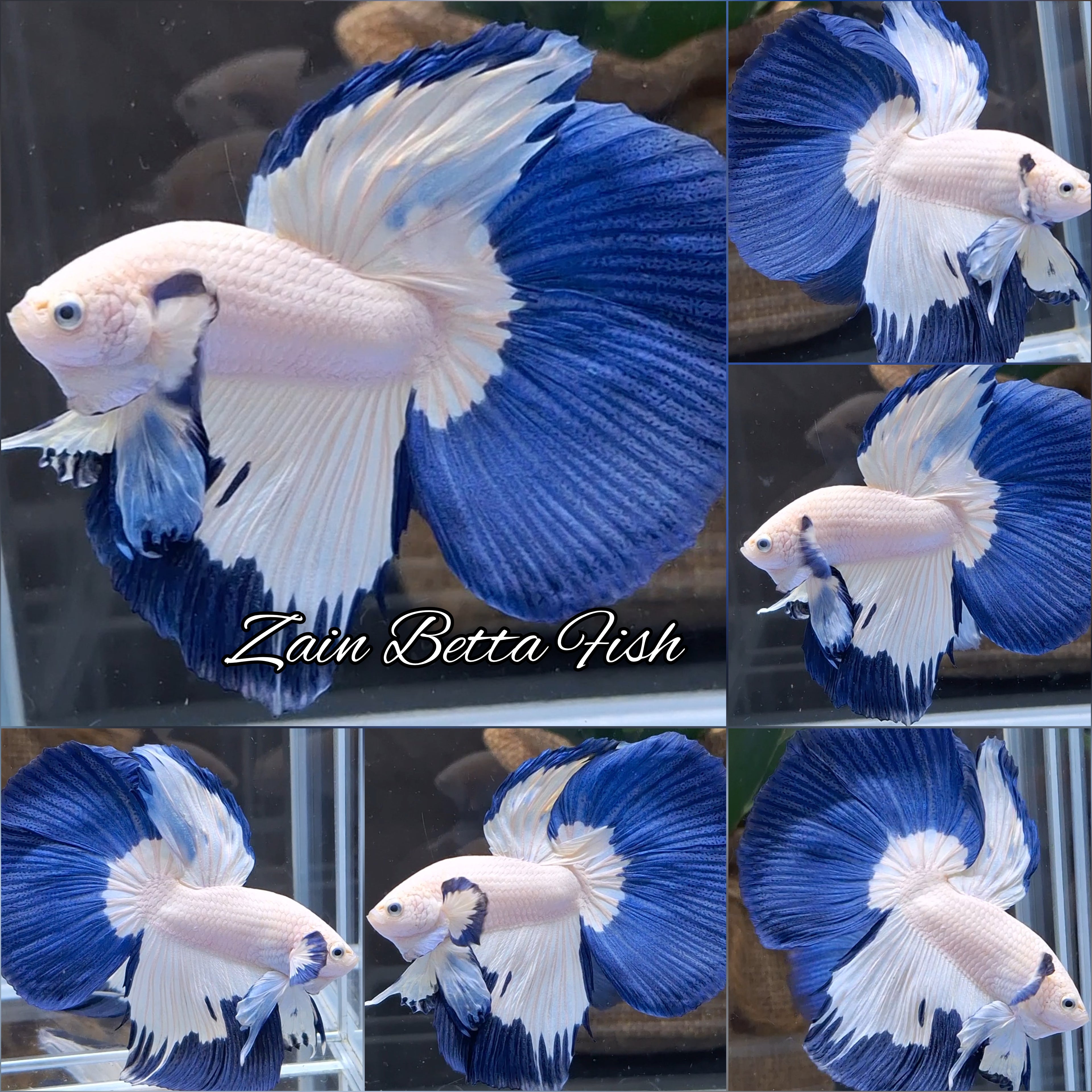 Halfmoon Blue Rim Betta Fish Male