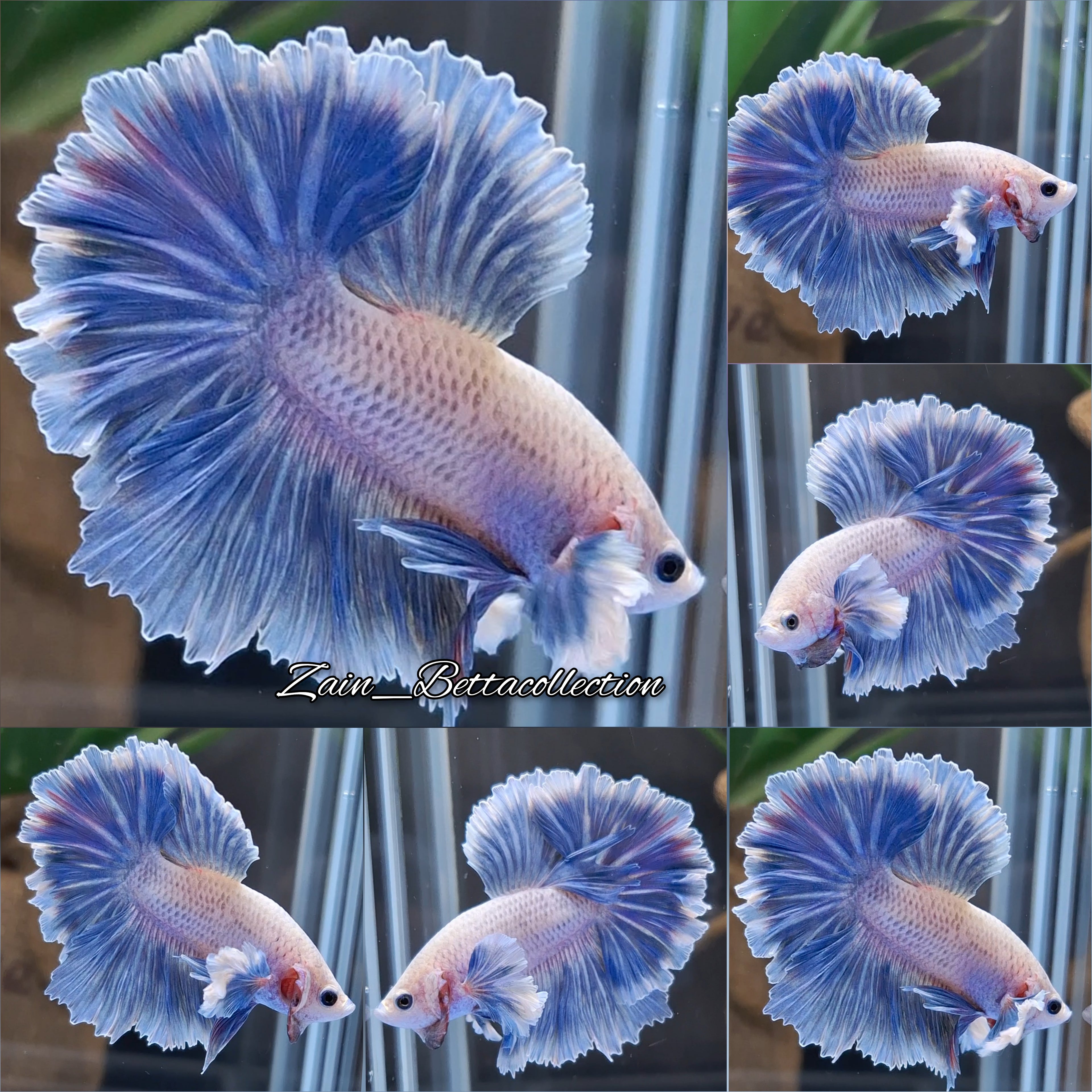 Dumbo Ear Halfmoon Feathertail Blue Sky Premium Betta Fish Male