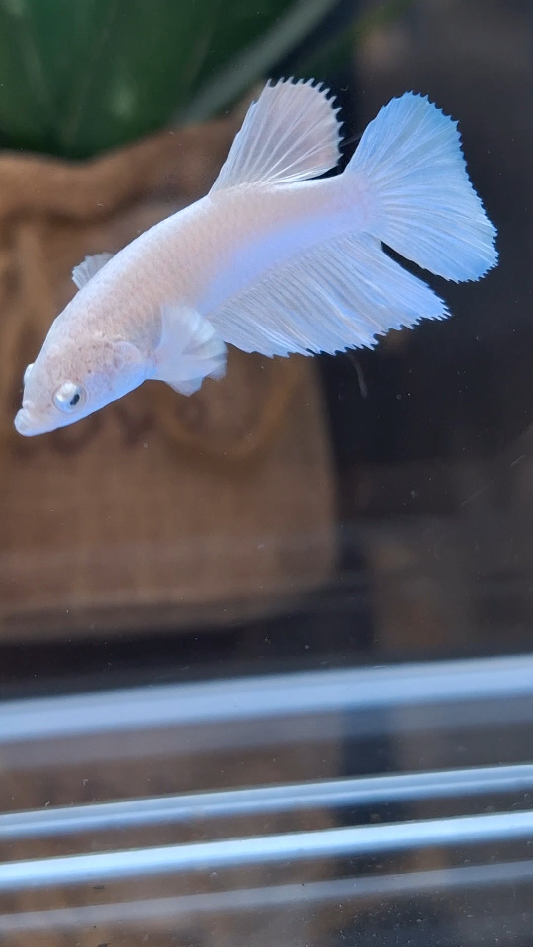 Halfmoon White Platinum Female Betta Fish For Sorority and Breed
