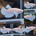 King Feathertail Halfmoon White Unicorn Betta Fish Female