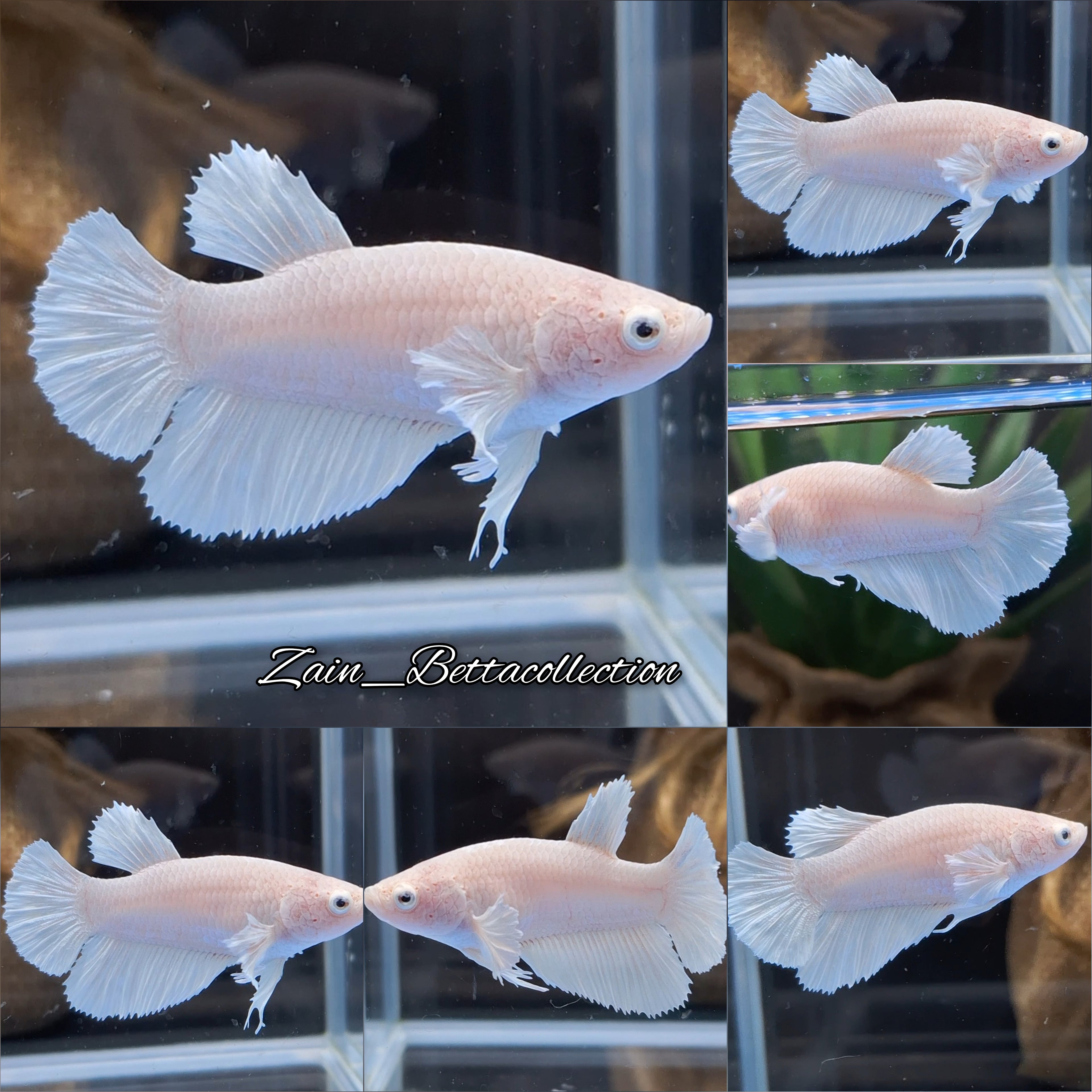 King Feathertail Halfmoon White Unicorn Betta Fish Female