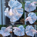 Dumbo Ear White Unicorn Skyblue Halfmoon Betta Fish Male