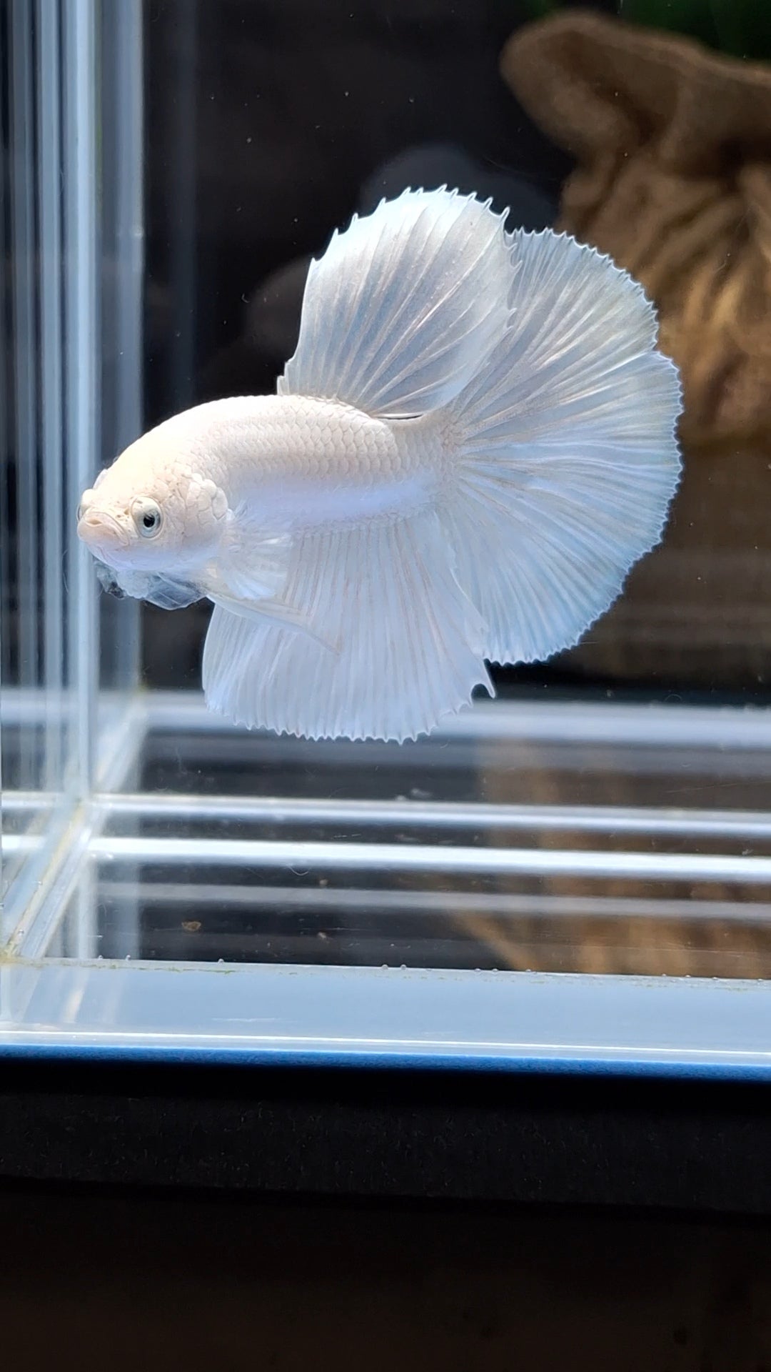 Halfmoon White Platinum Betta Fish Male