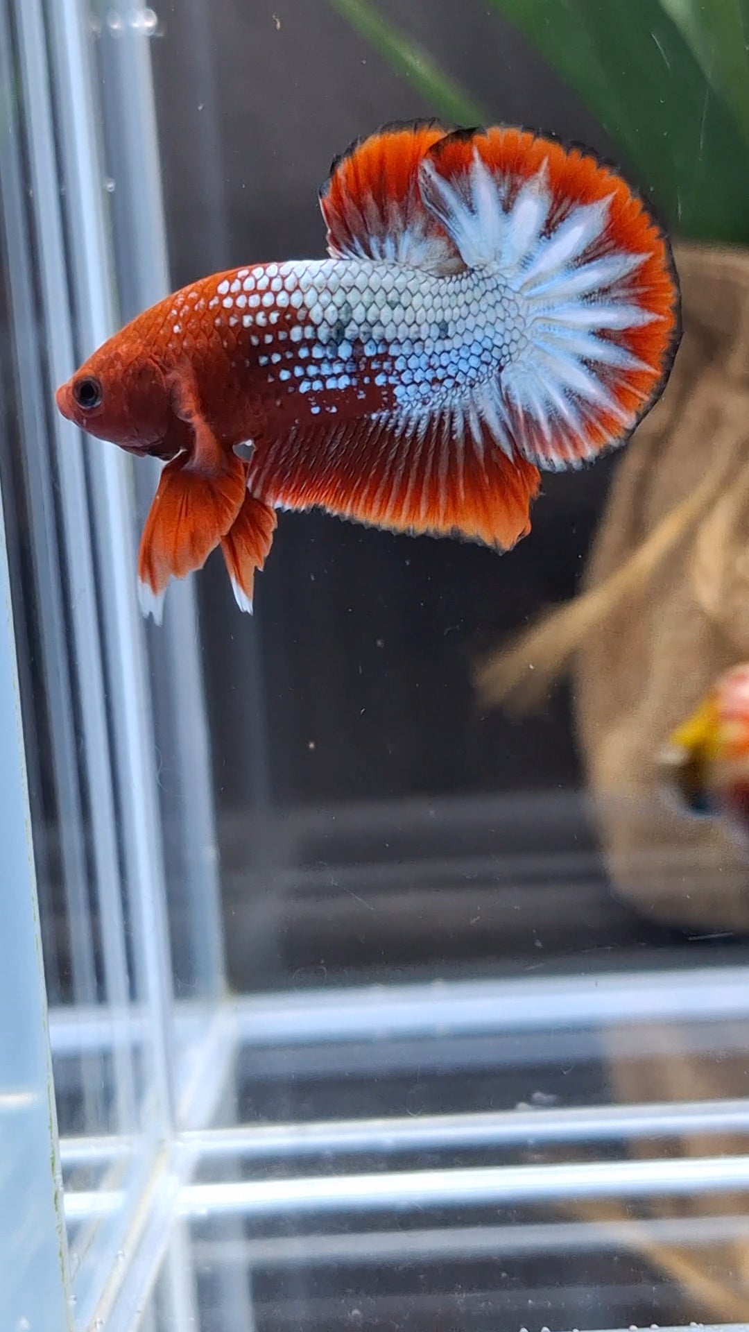 Red Fancy Copper FCCP Startail Plakat HMPK Betta Fish Male
