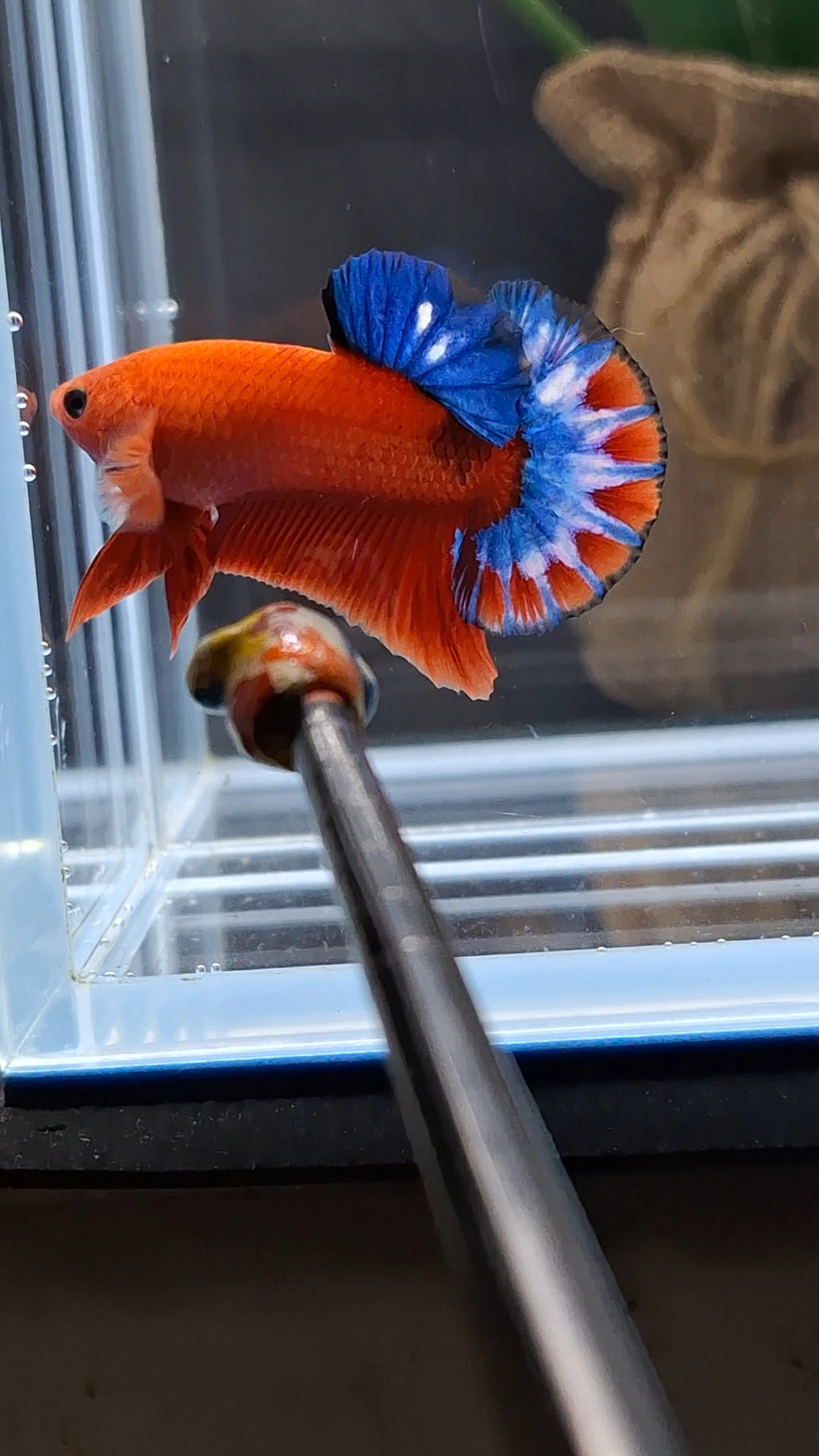 Hellboy Plakat HMPK Betta Fish Male
