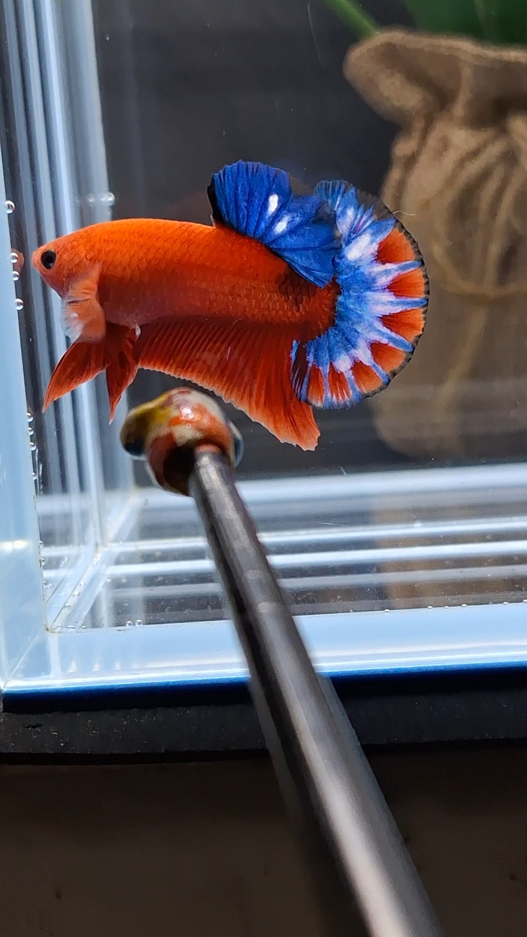 Hellboy Plakat HMPK Betta Fish Male