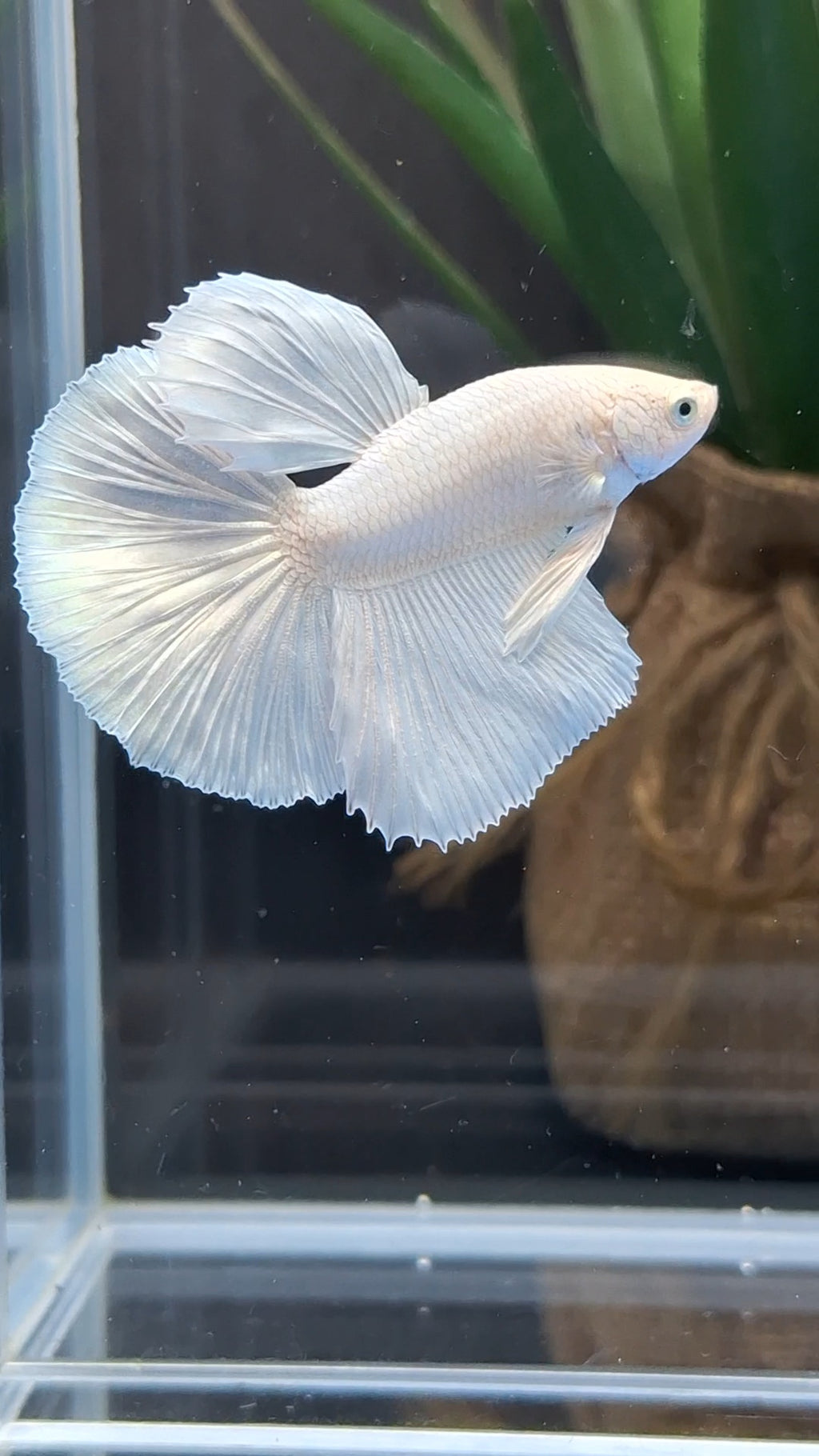 Halfmoon White Platinum Betta Fish Male